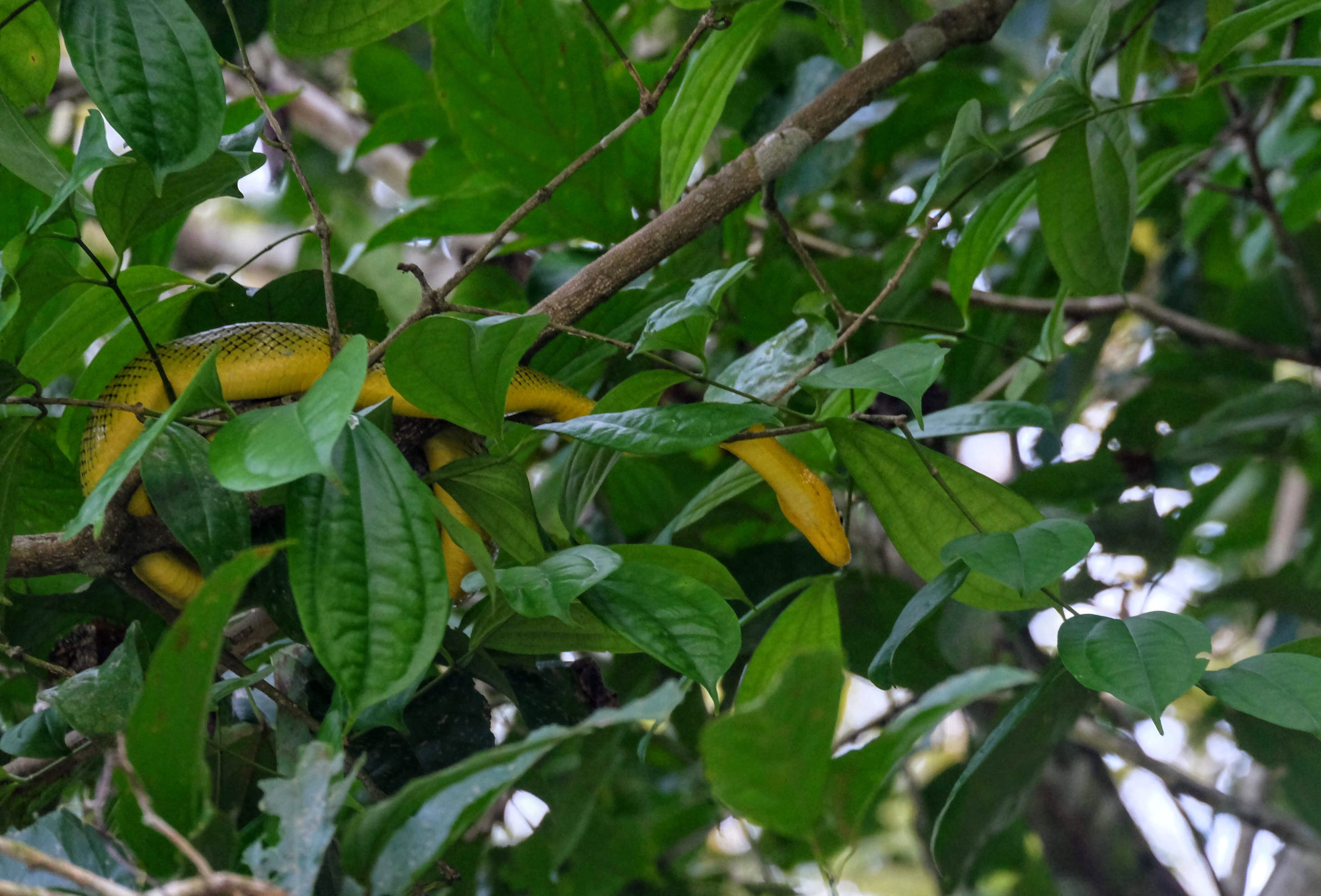 Banana snake, Kinabatangan River, Borneo