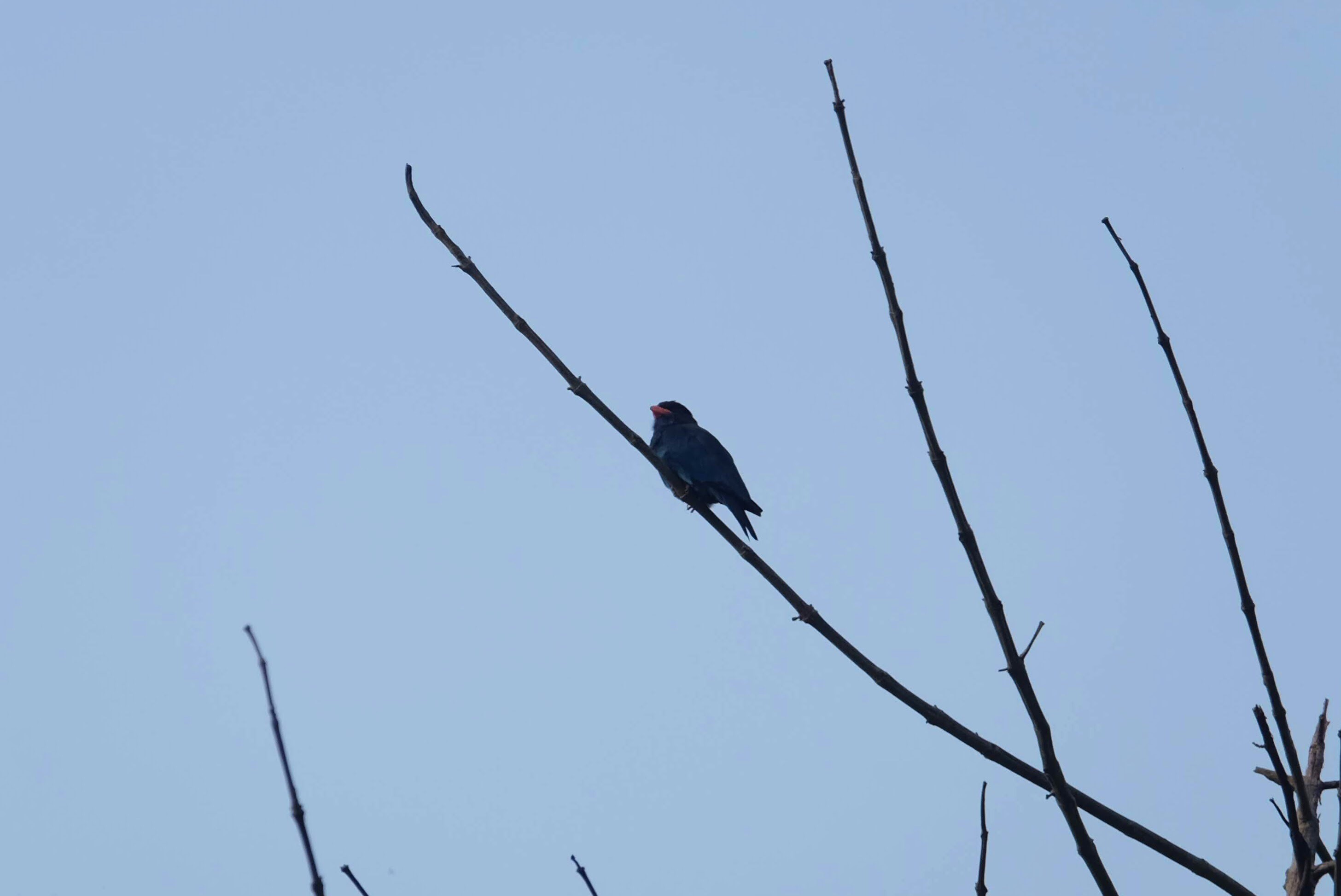 Oriental dollarbird, Kinabatangan River, Borneo