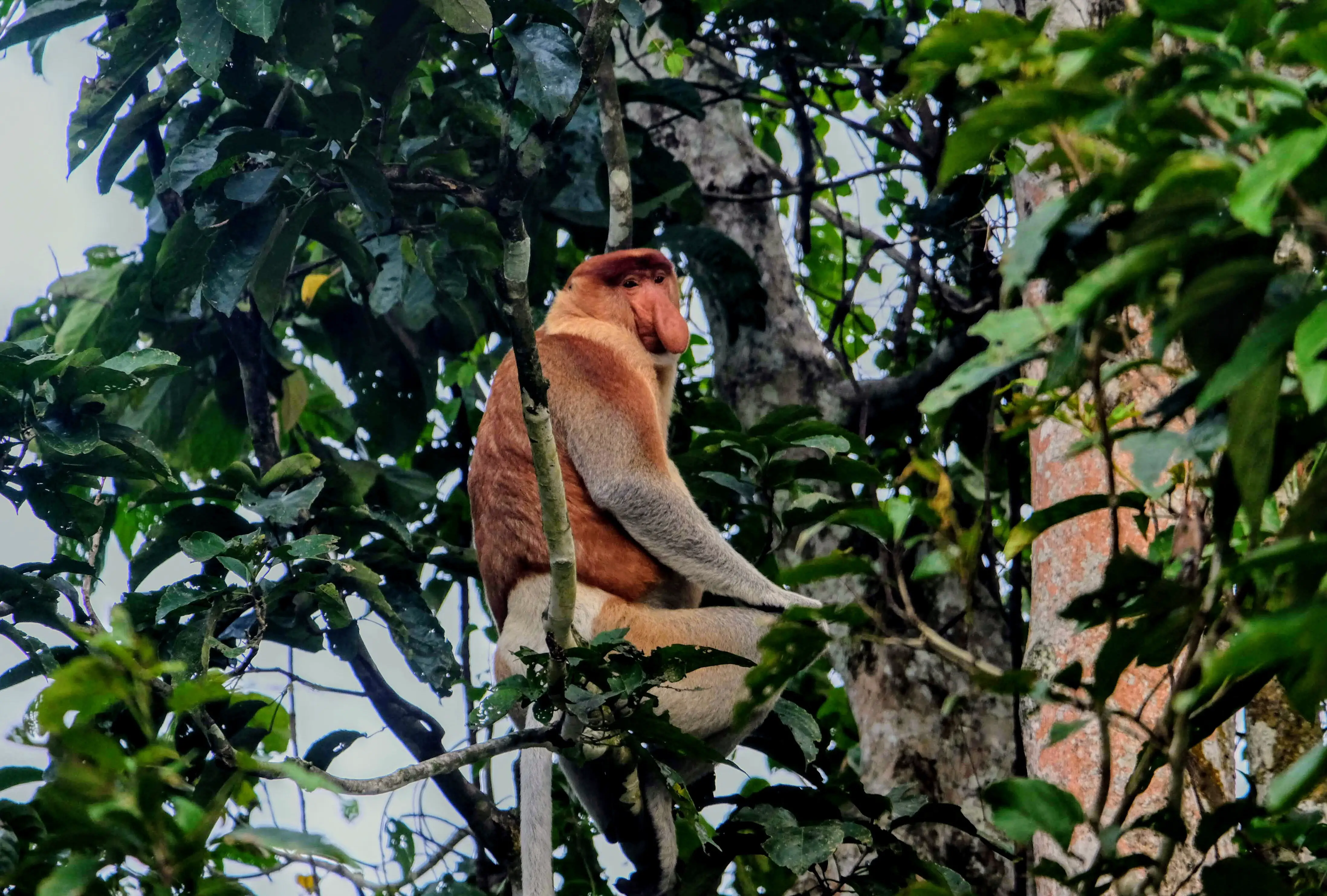 Proboscis monkey, Kinabatangan River, Borneo 