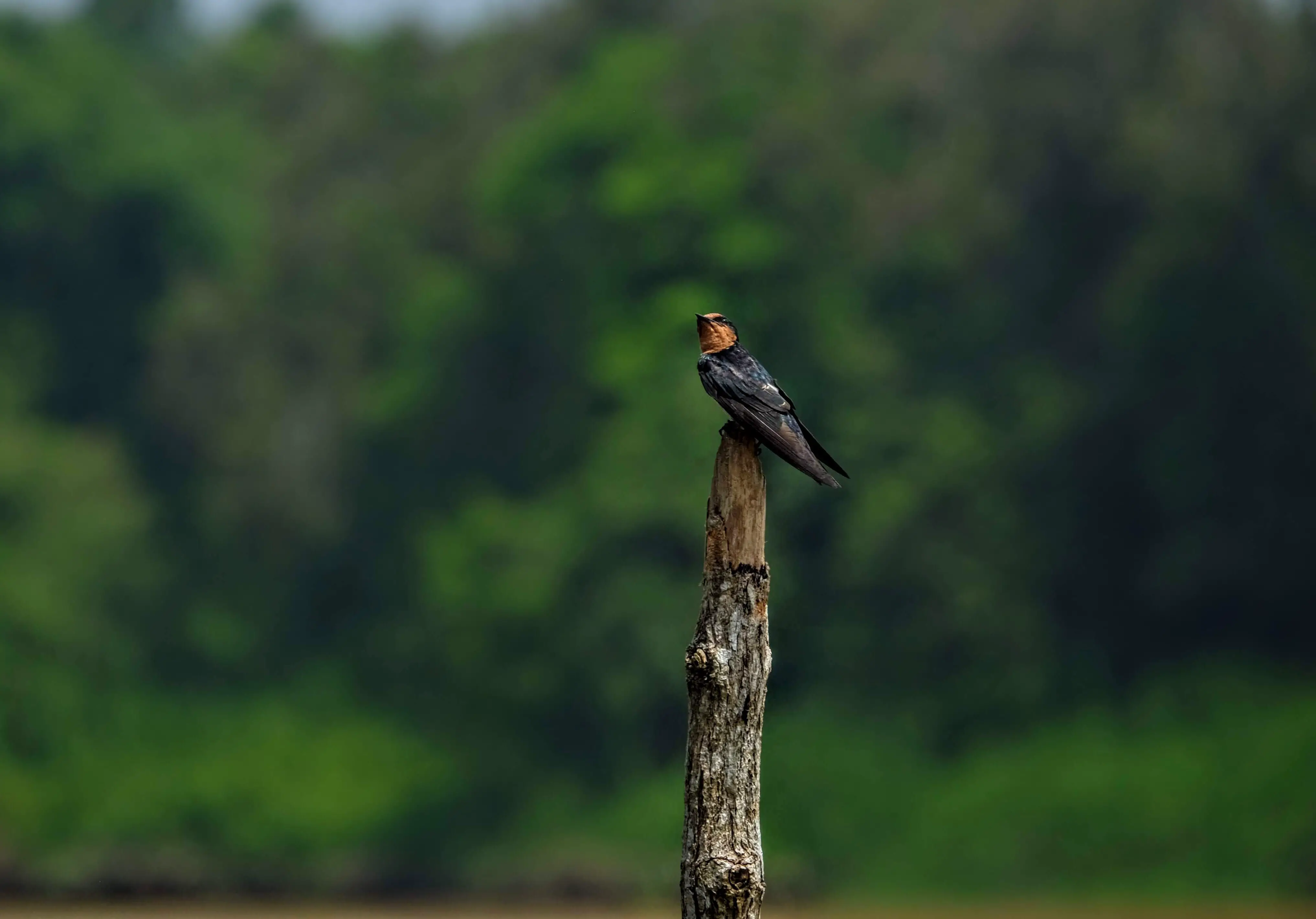 Pacific swallow, Kinabatangan River, Borneo