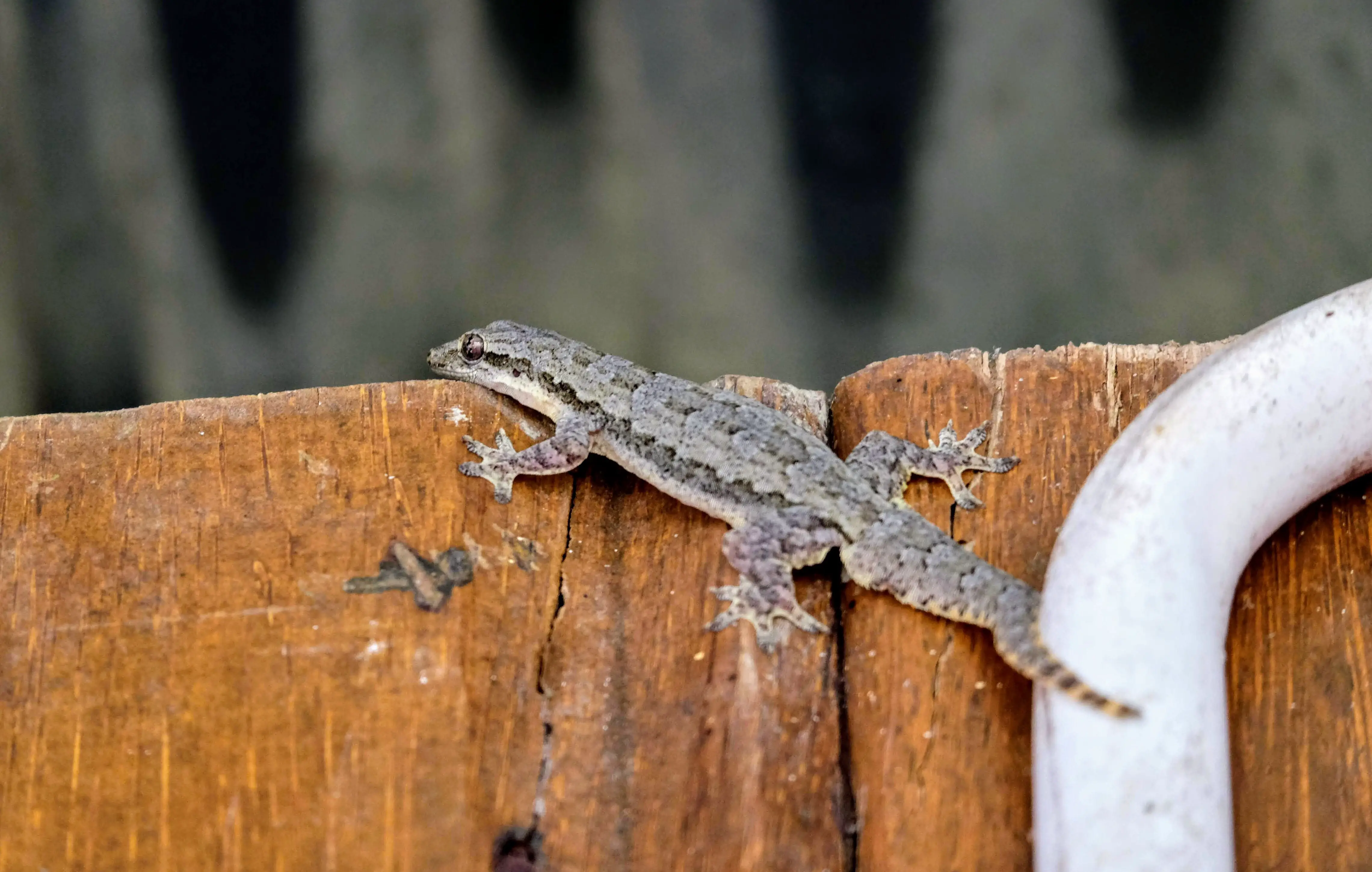Frilly gecko, Kinabatangan River. Credit: C. Caddy