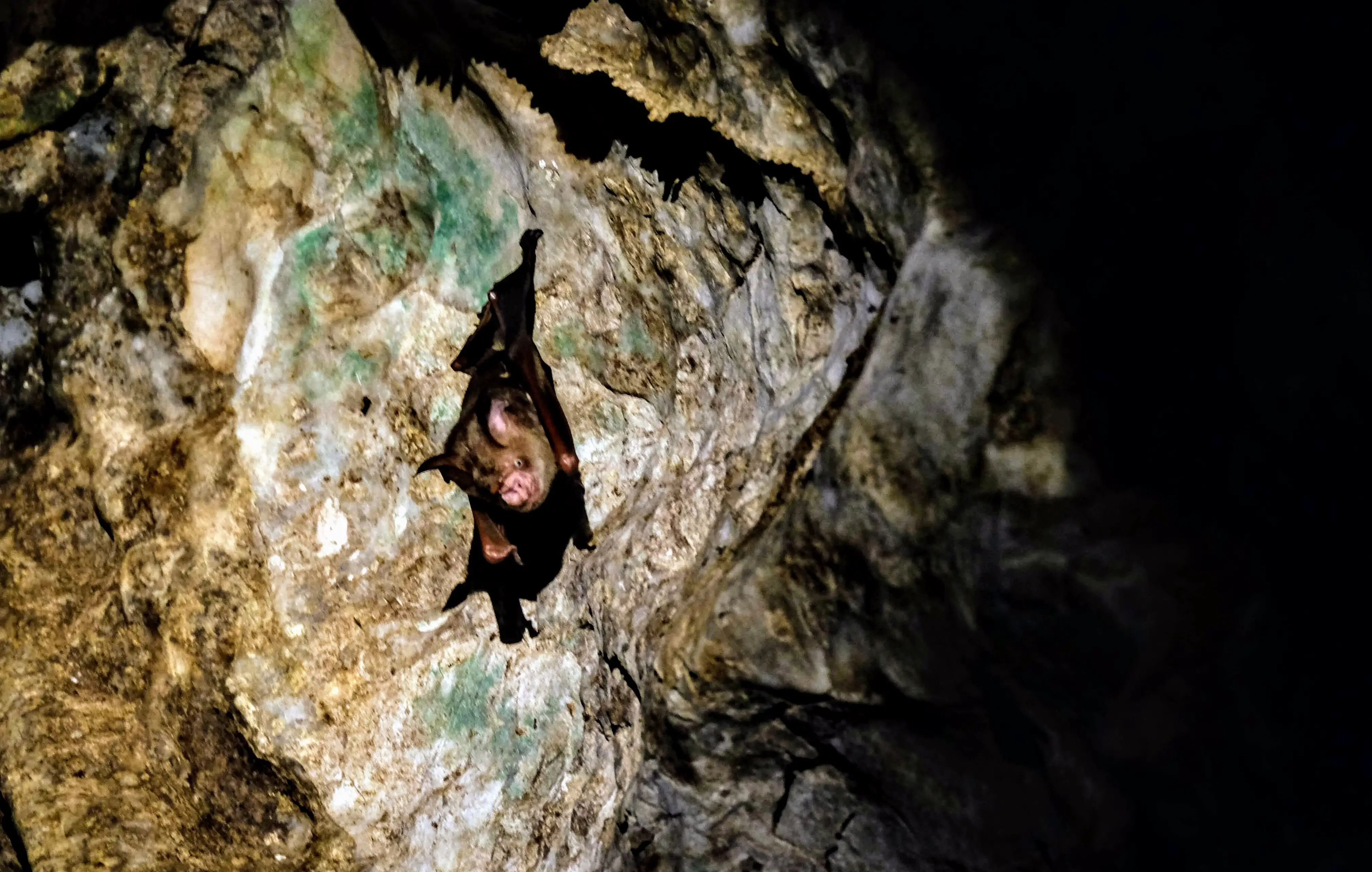 Cave bat, Kinabatangan River, Borneo
