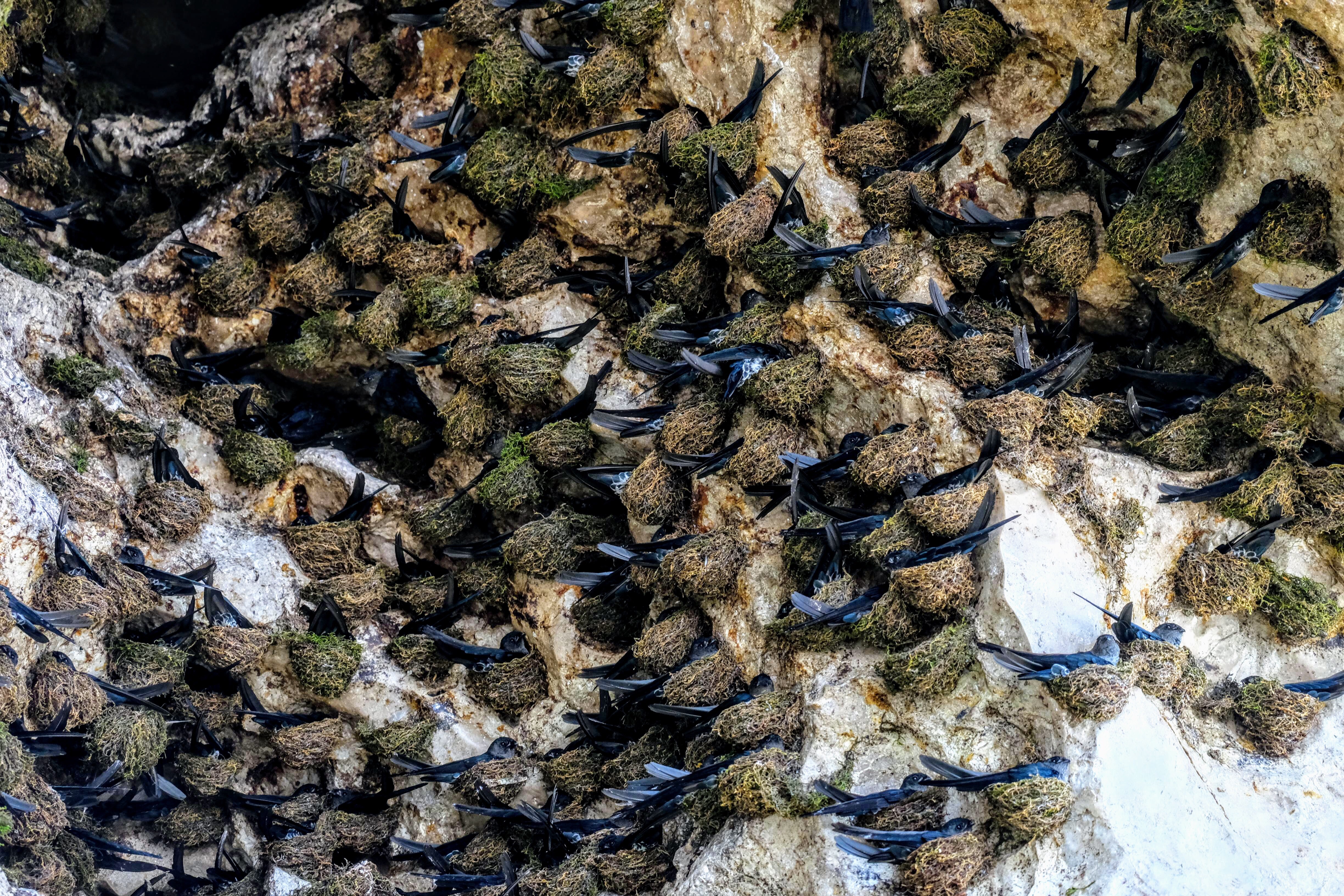 Glossy swiftlets, Kinabatangan River, Borneo