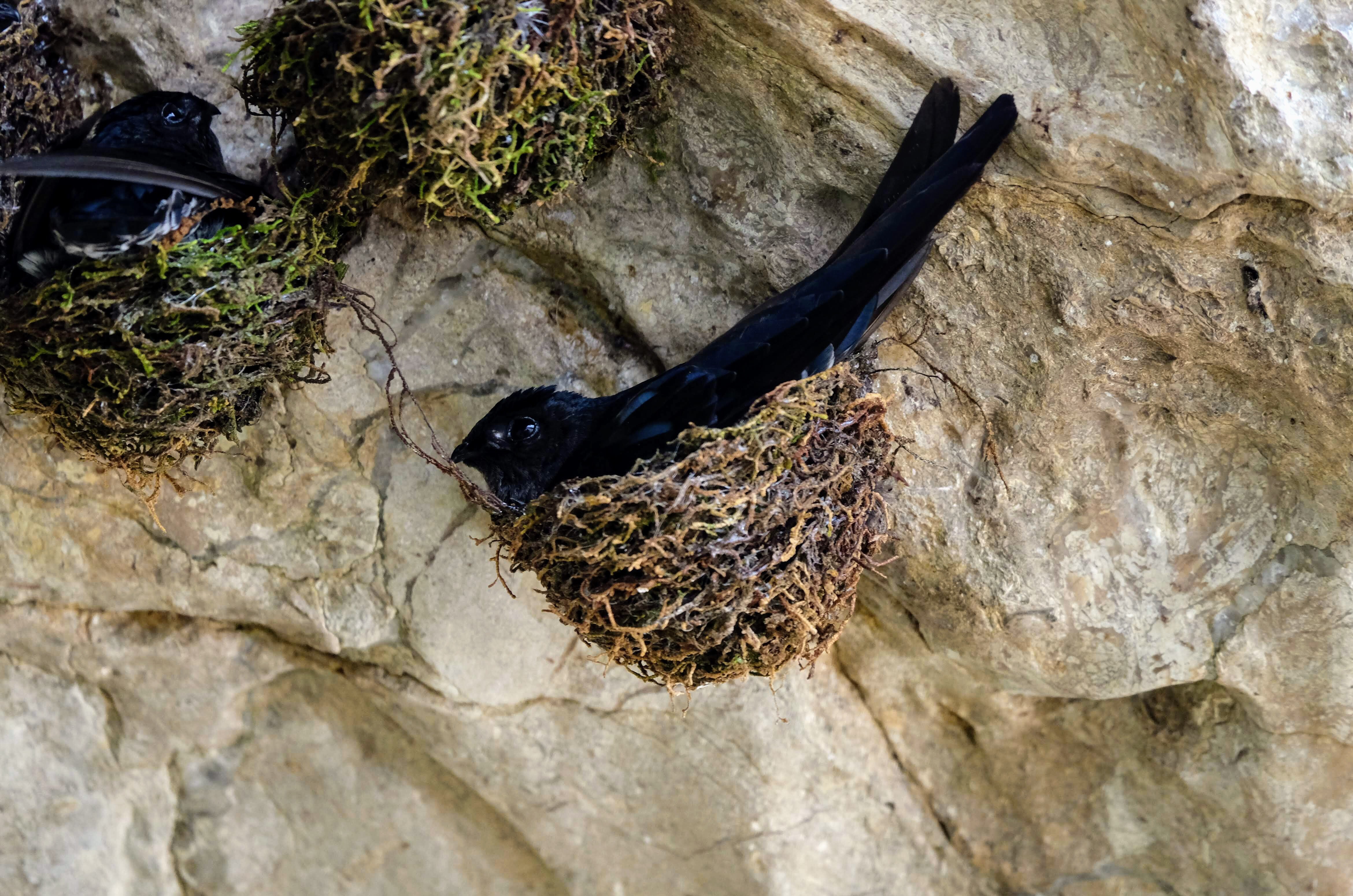 Glossy swiftlet in a nest, Kinabatangan River, Borneo