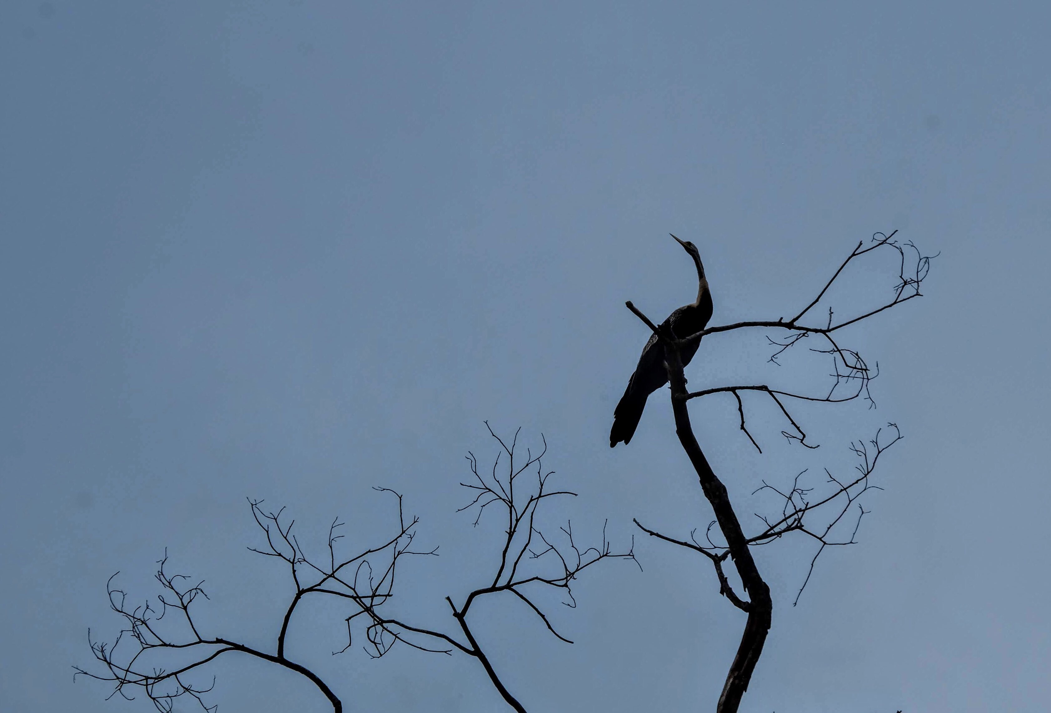 Snakebird, Kinabatangan River, Borneo