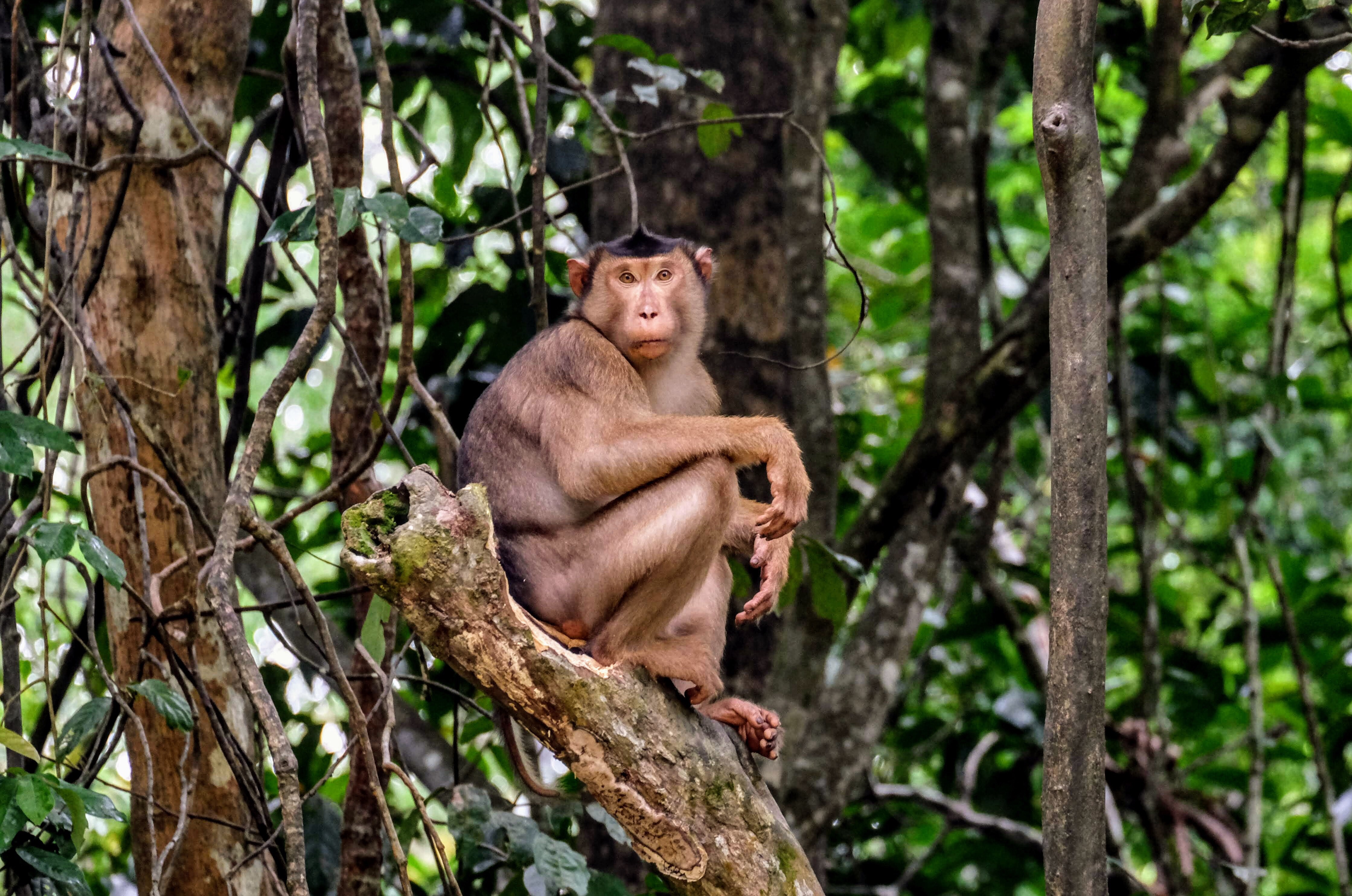 Pig-tailed macaque, Kinabatangan River, Borneo 
