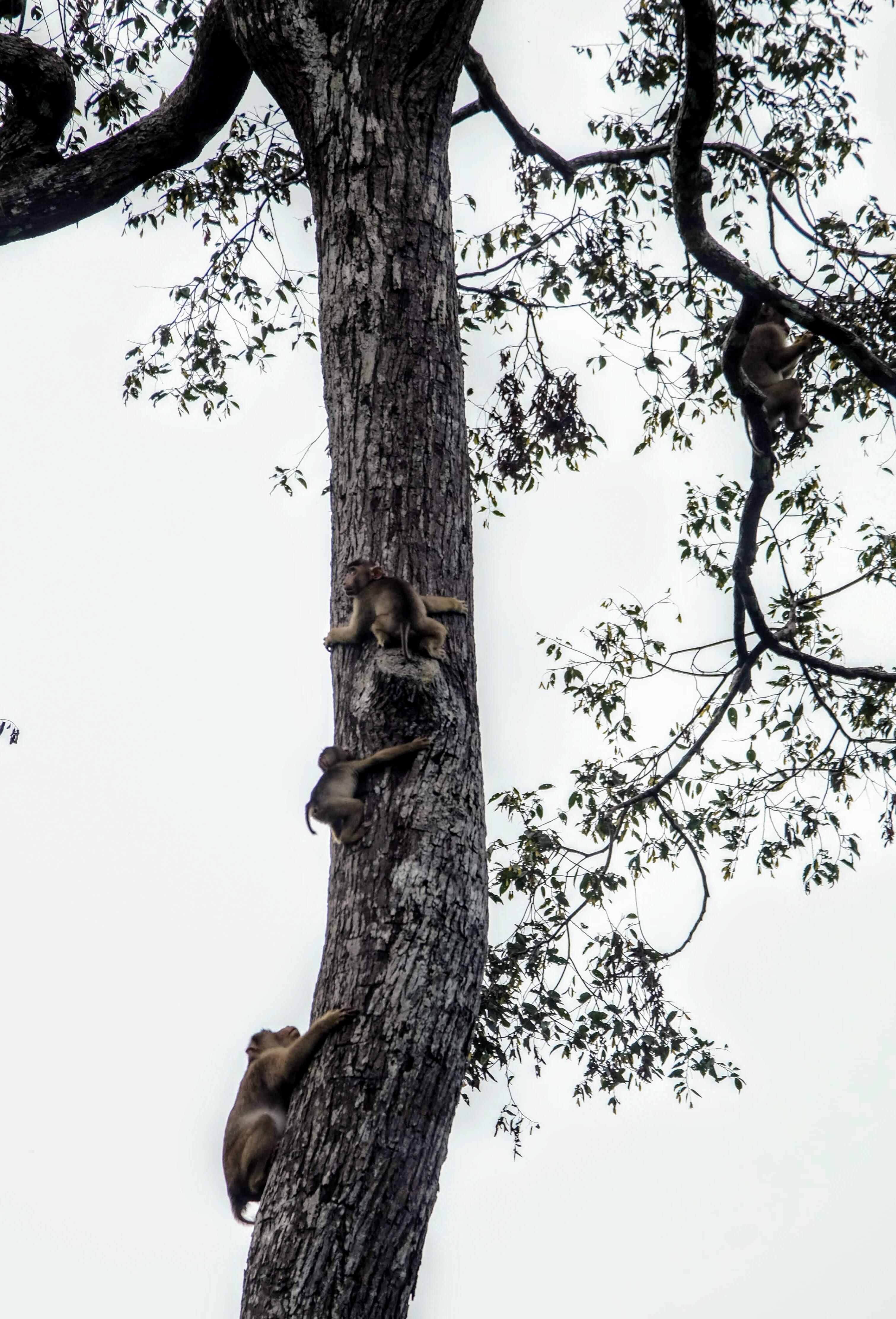 Pig-tailed macaques, Kinabatangan River, Borneo