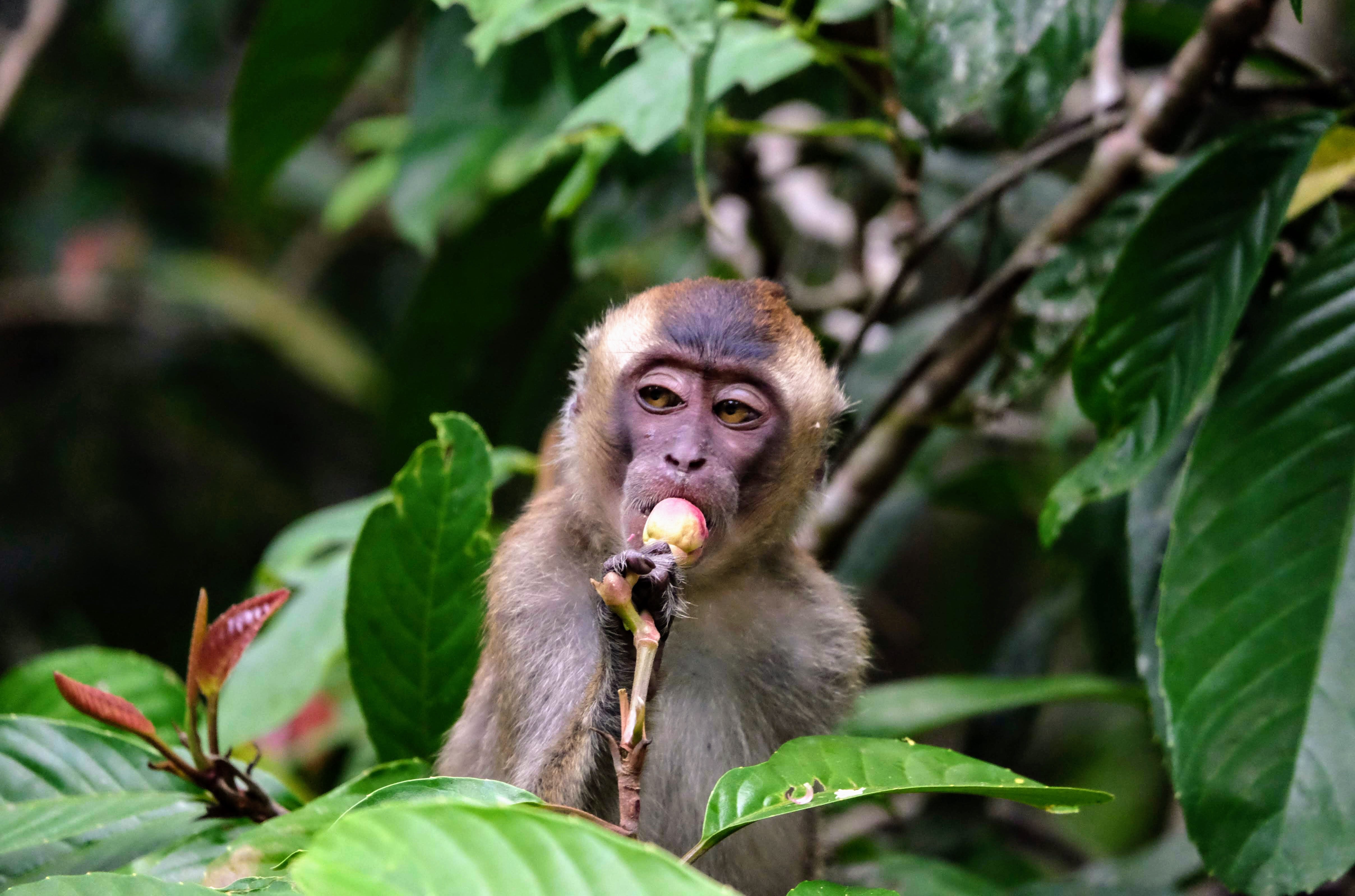 Long-tailed macaque, Kinabatangan River, Borneo