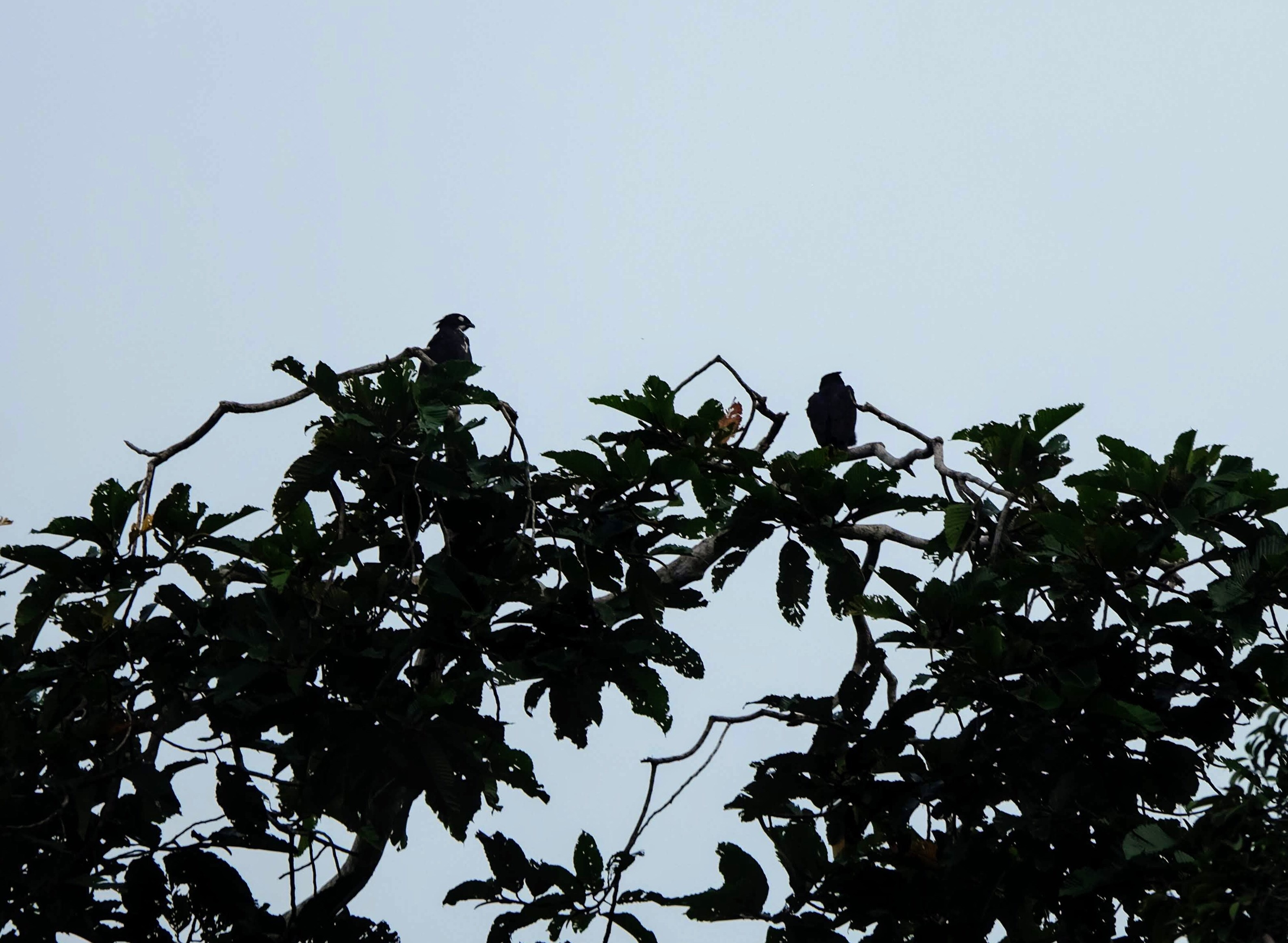 Wallace's hawk eagle, Kinabatangan River, Borneo