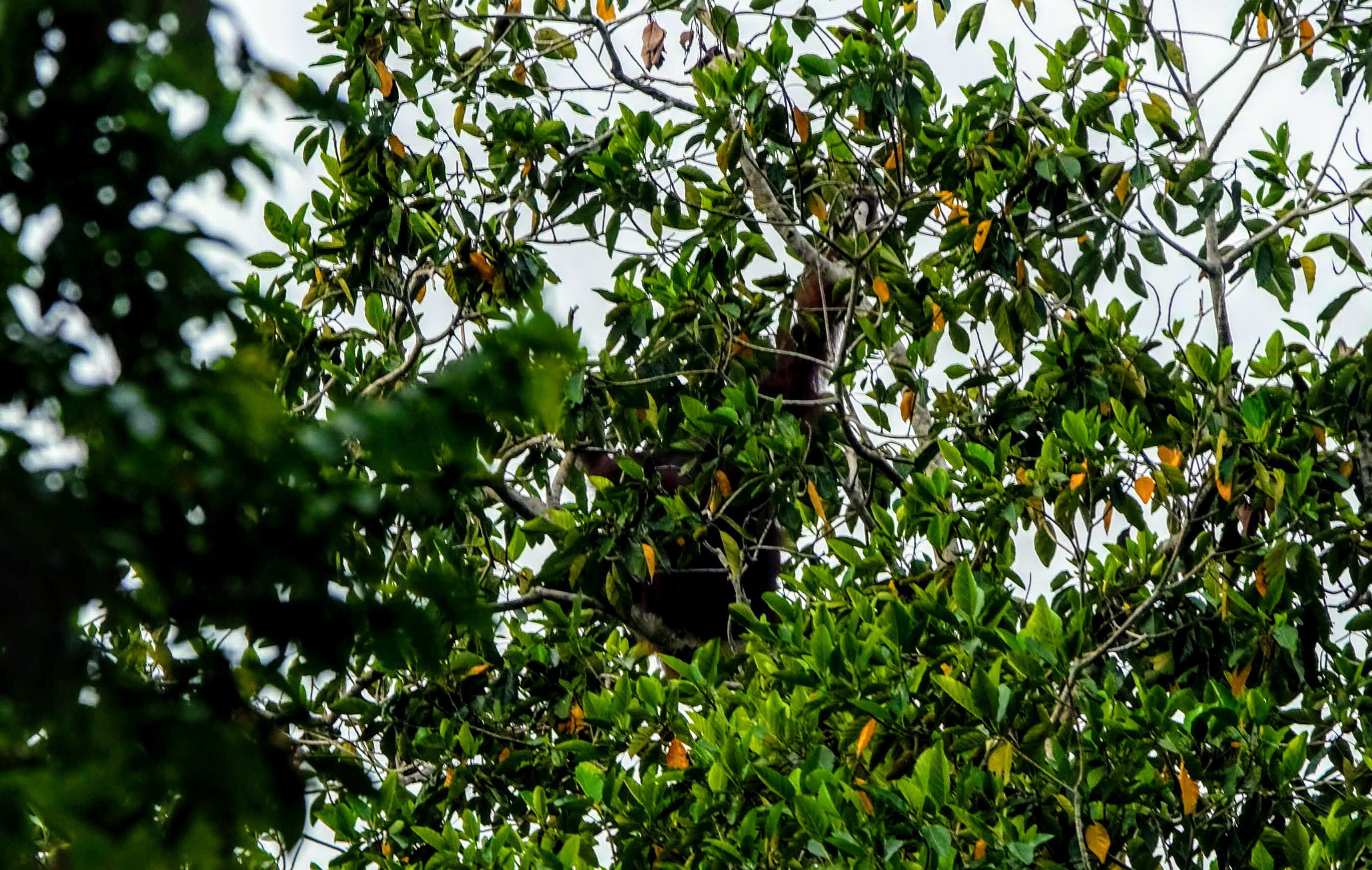 Wild orangutan at Kinabatangan River, Borneo 