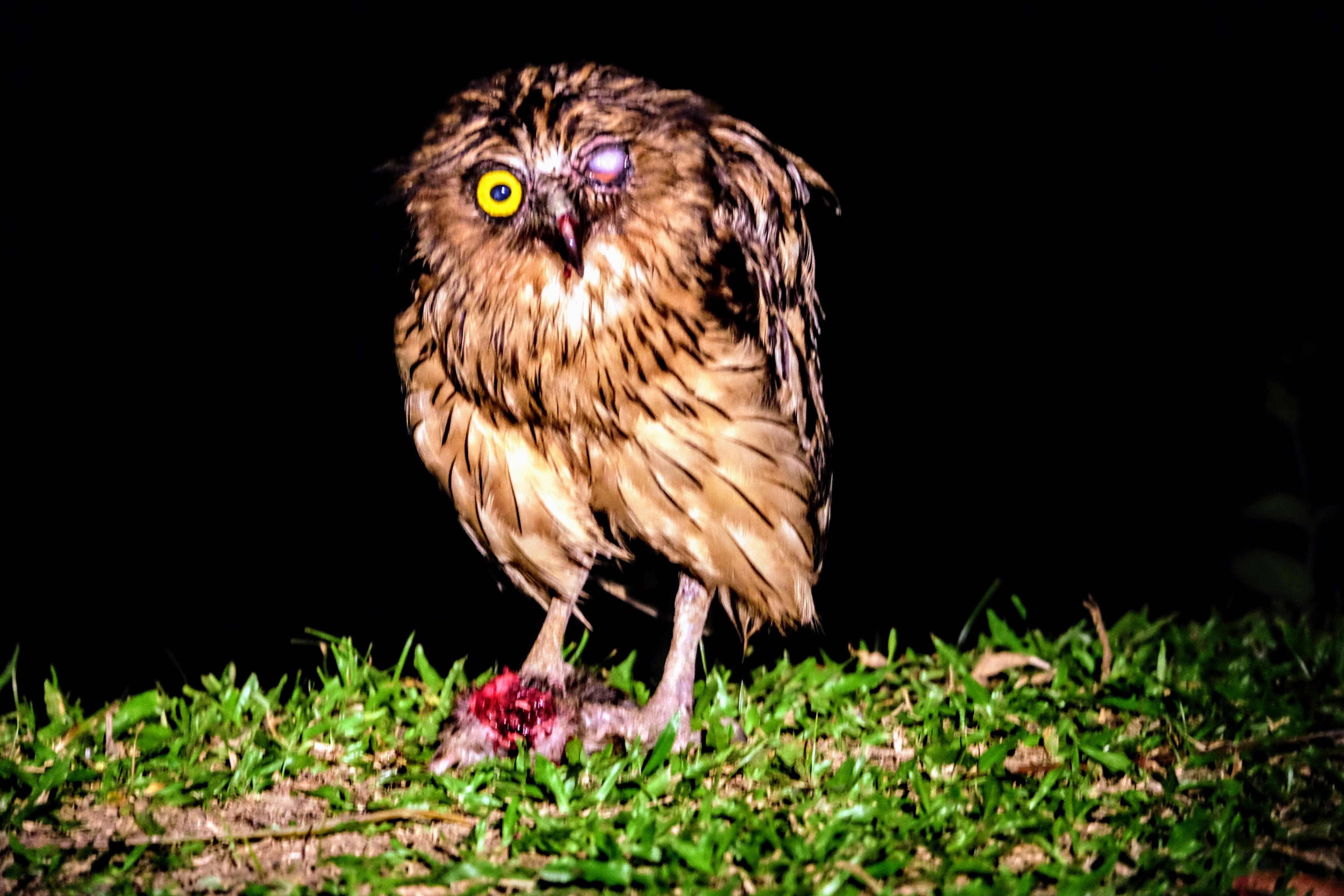 Buffy fish owl, Kinabatangan River, BorneoBuffy fish owl eating a rat, Kinabatangan River, Borneo