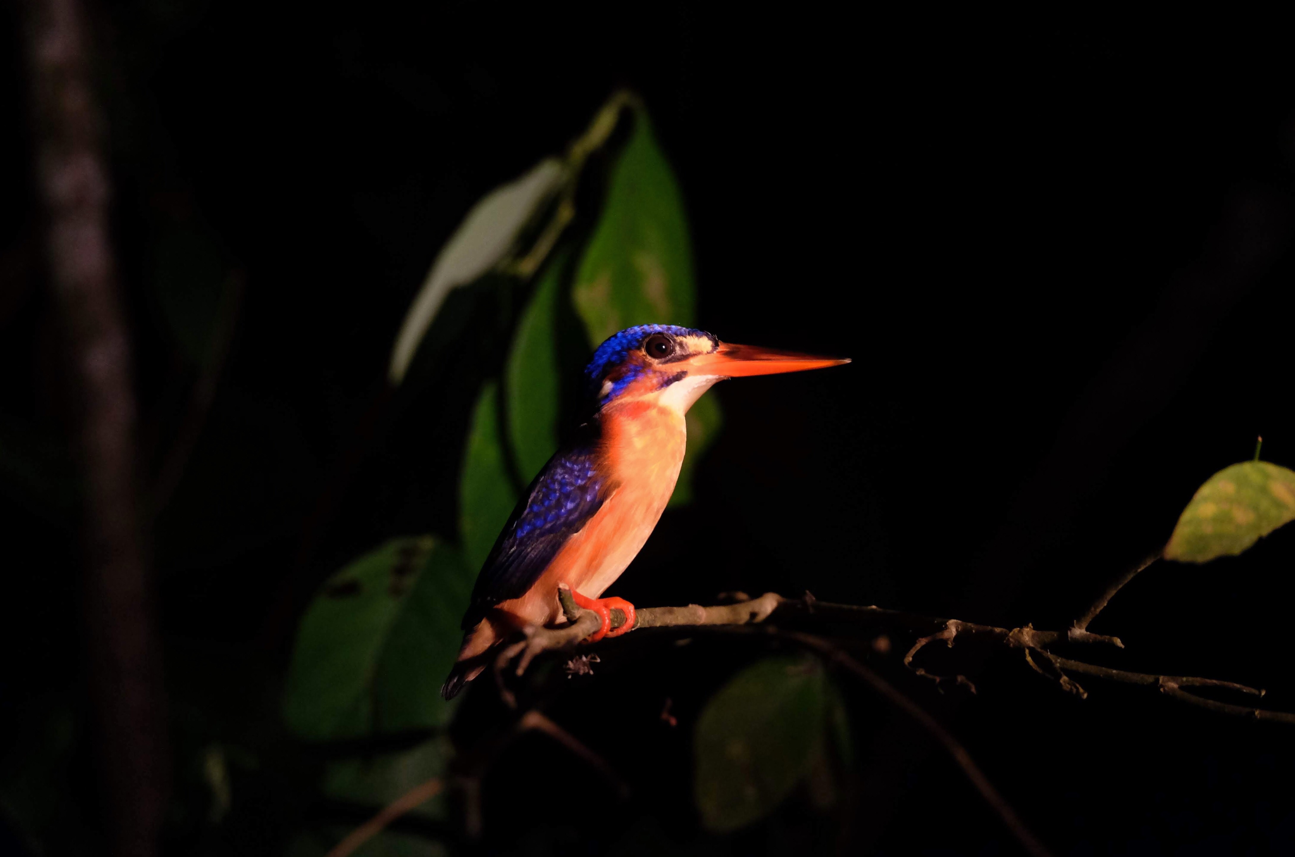 Blue-eared kingfisher, Kinabatangan River, Borneo