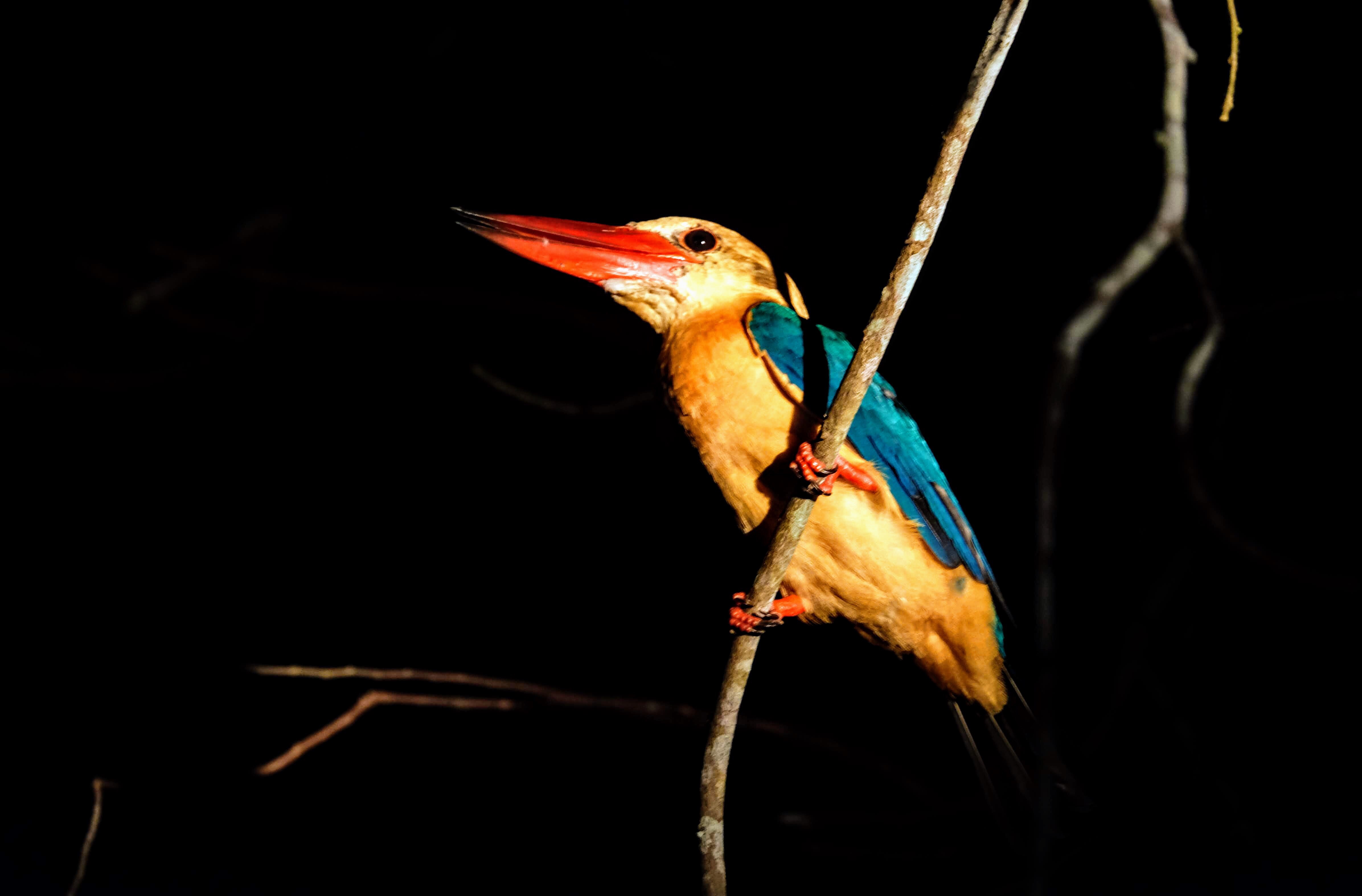 Stork-billed kingfisher, Kinabatangan River, Borneo