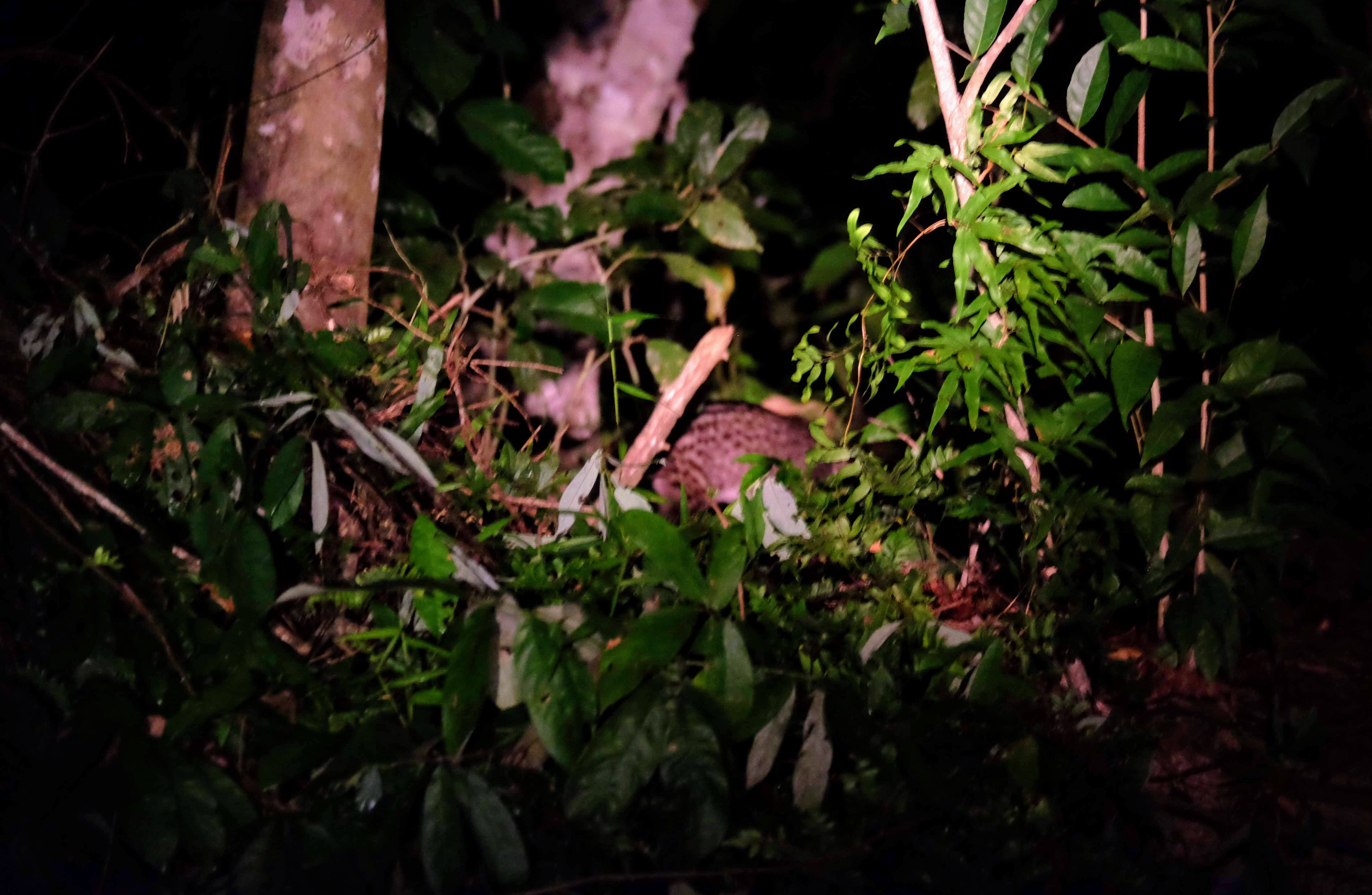 Malayan civet, Kinabatangan River, Borneo