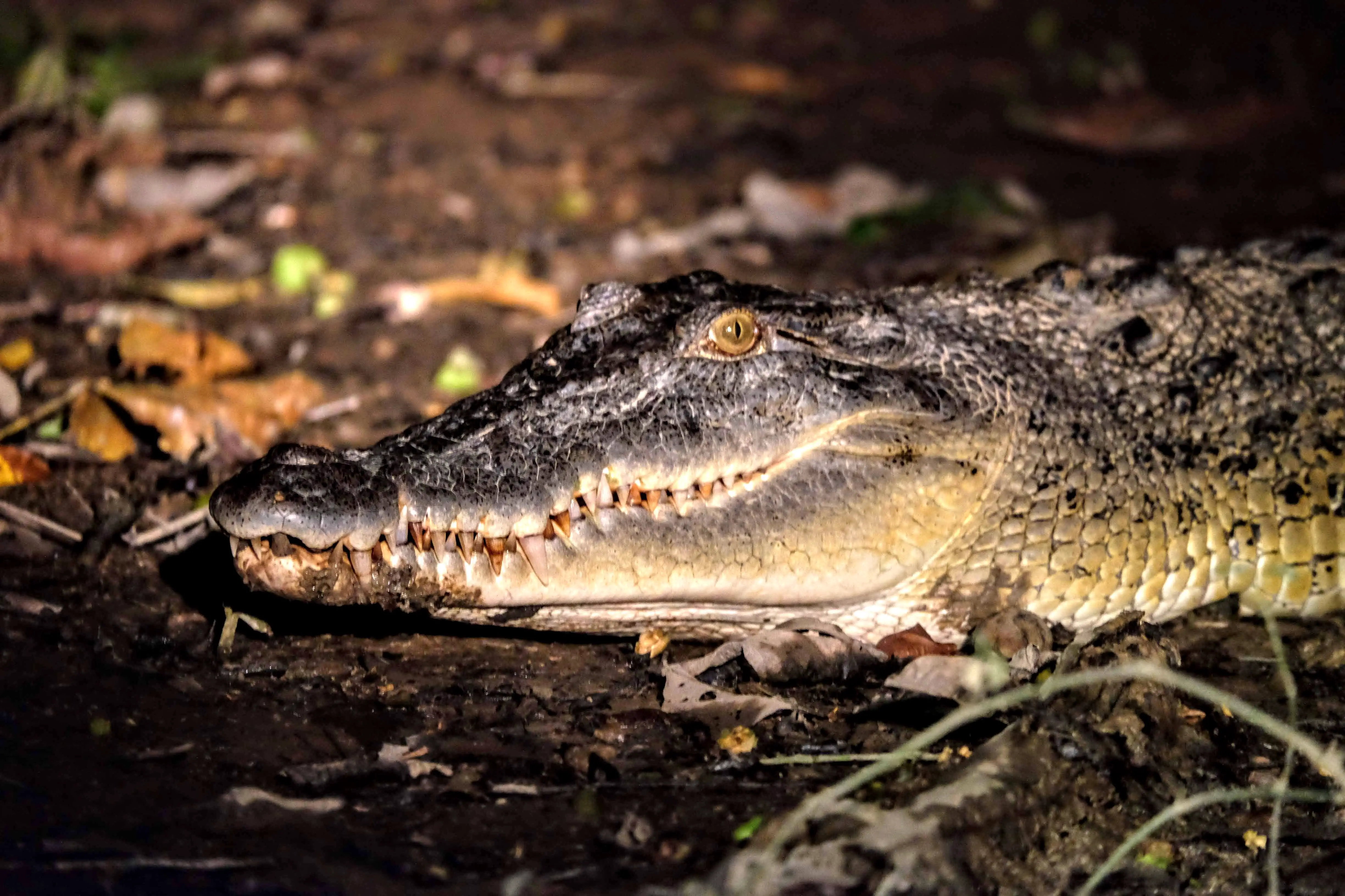 Saltwater crocodile, Kinabatangan River, Borneo 