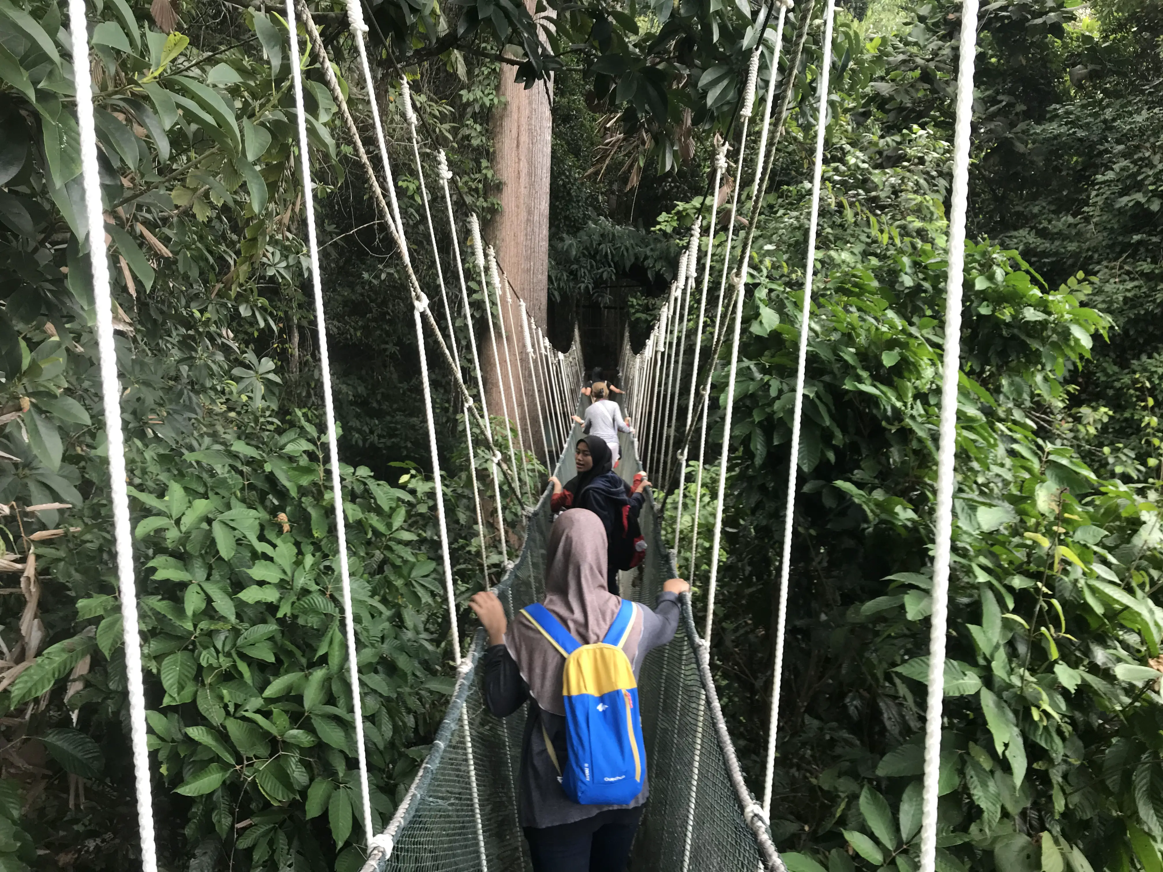 Canopy walkway at Poring Hot Springs, Borneo, Malaysia