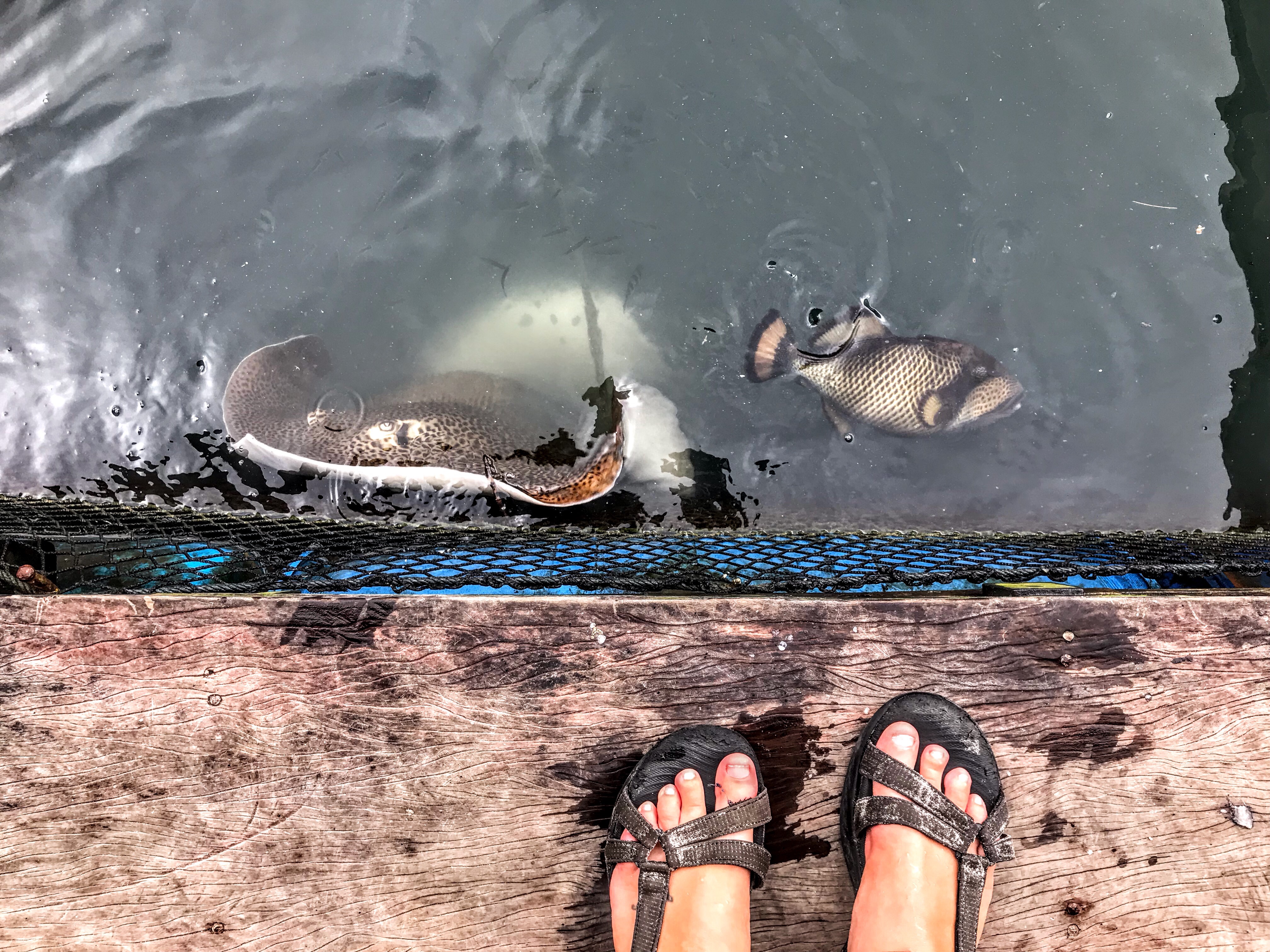 Leopard whipray and titan triggerfish, Langkawi Island