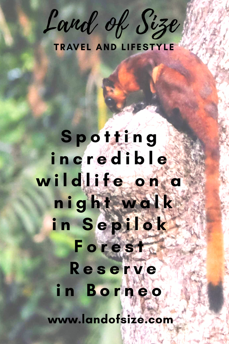Spotting incredible wildlife on a night walk in Sepilok Forest Reserve in Borneo