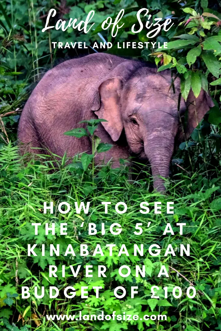How to see the ‘Big 5’ at Kinabatangan River on a budget of £100