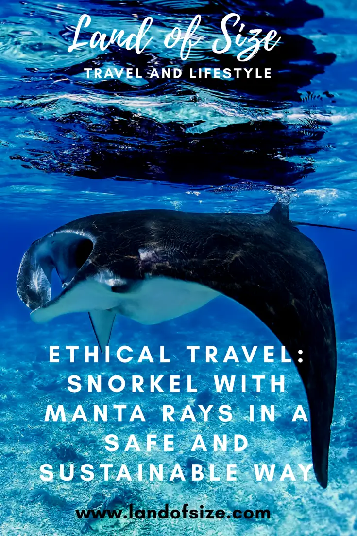 Ethical Travel: Snorkel with manta rays in a safe and sustainable way