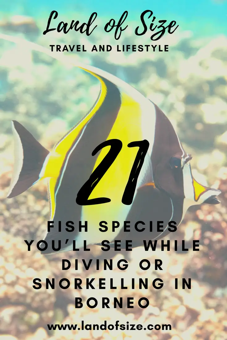 21 fish species you’ll see while diving or snorkelling in Borneo