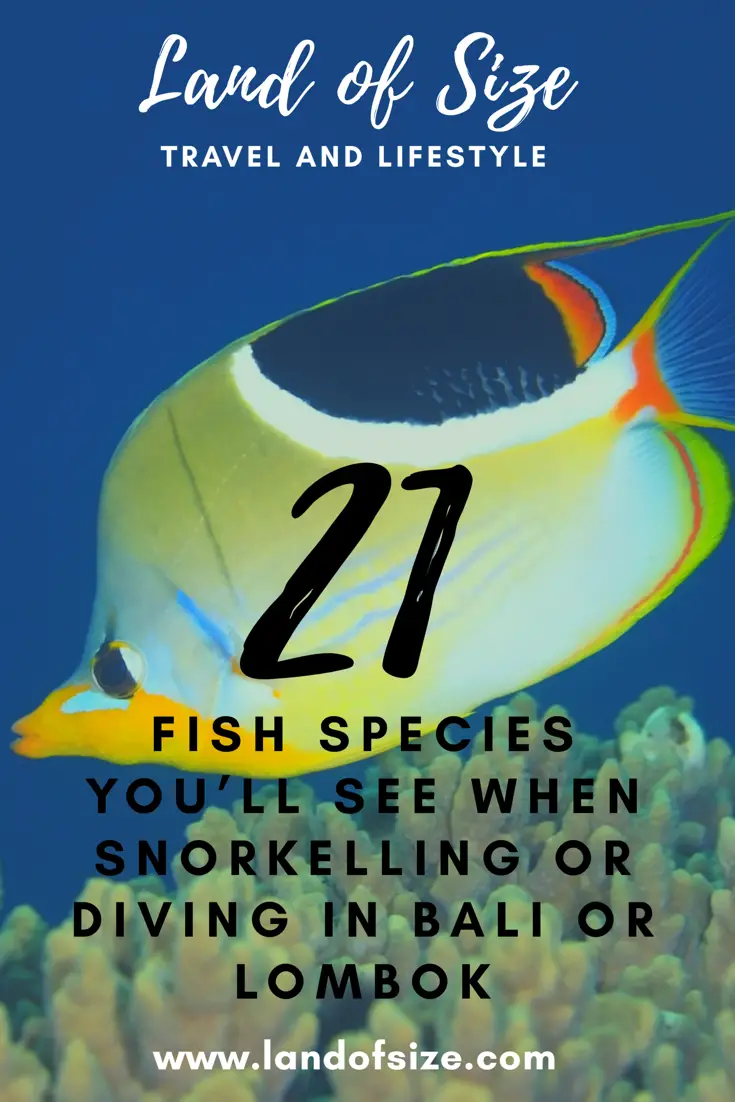 21 fish species you’ll see when snorkelling or diving in Bali or Lombok