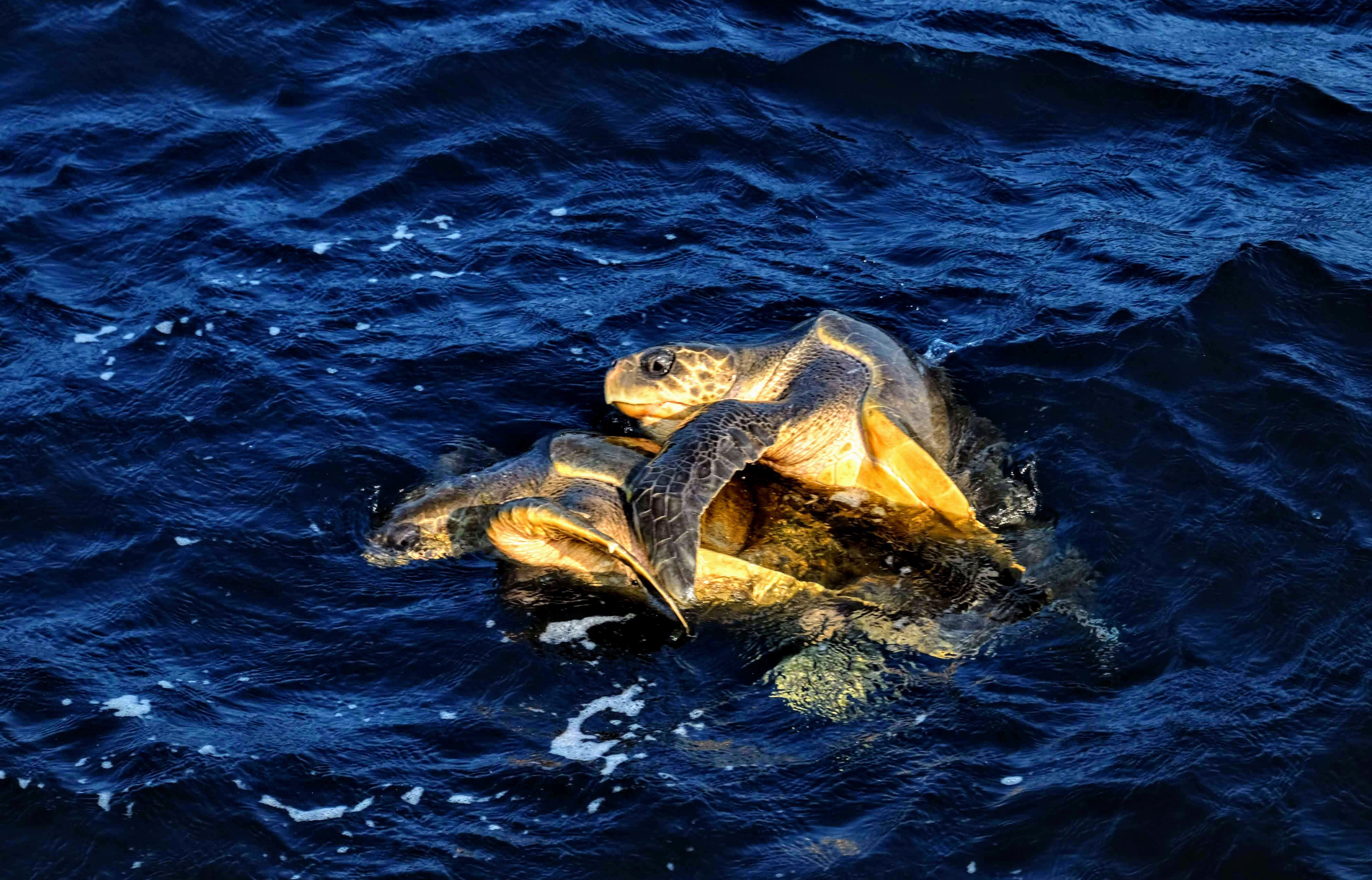 Turtles having sex in Mirissa, Sri Lanka