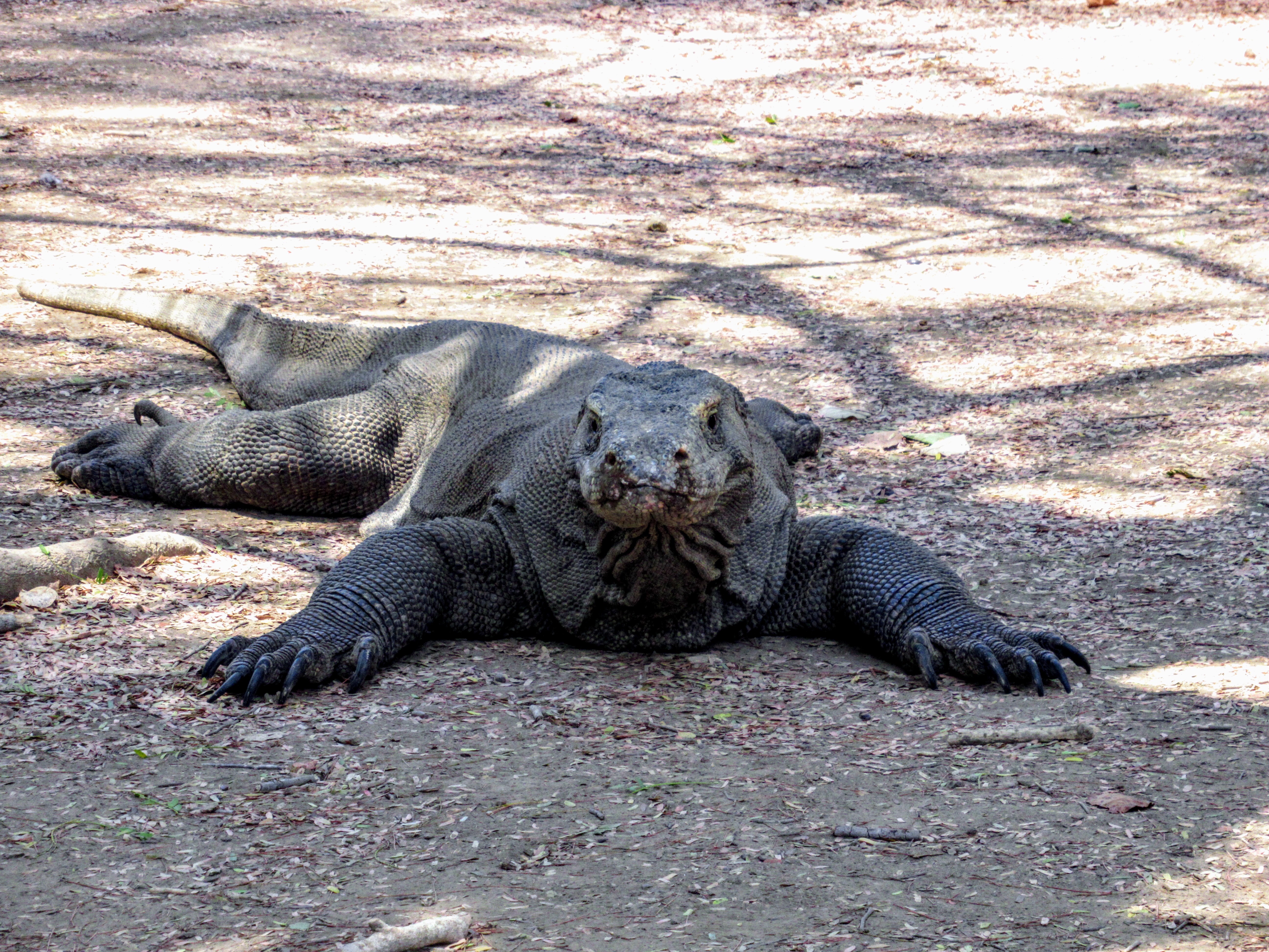 Komodo dragon, Komodo Island, Indonesia