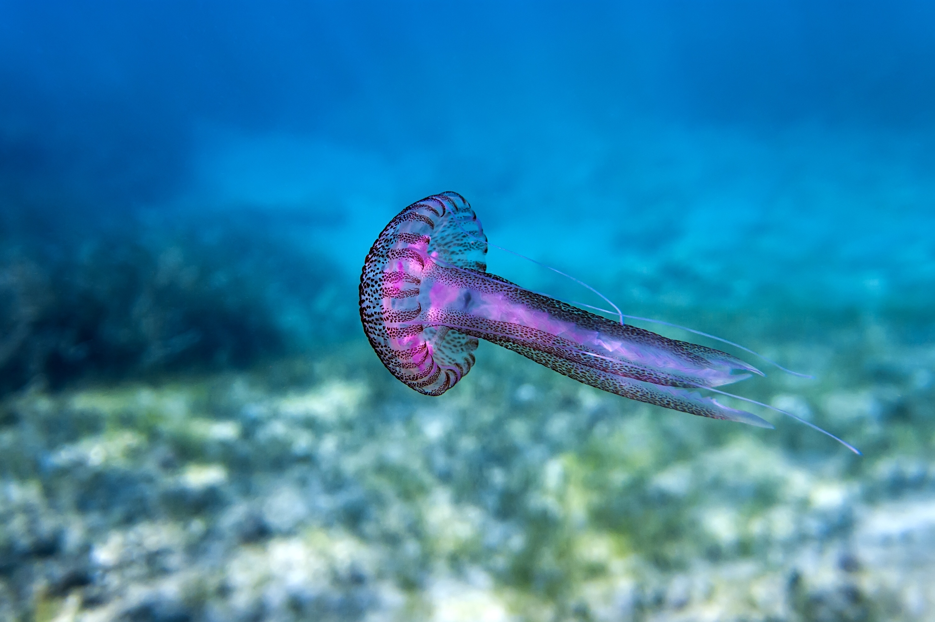 Jellyfish, iStock 