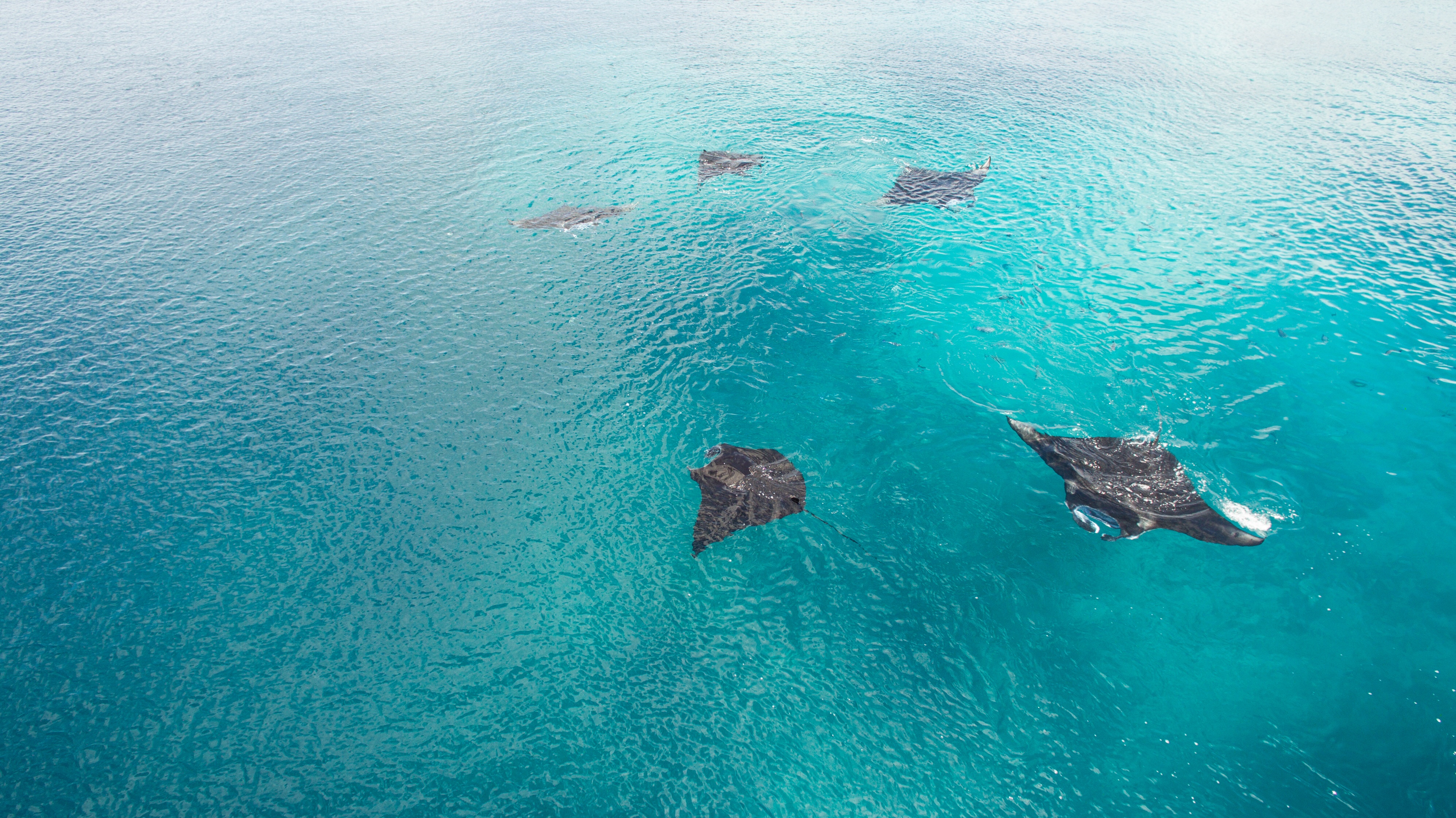 Group of manta rays, iStock