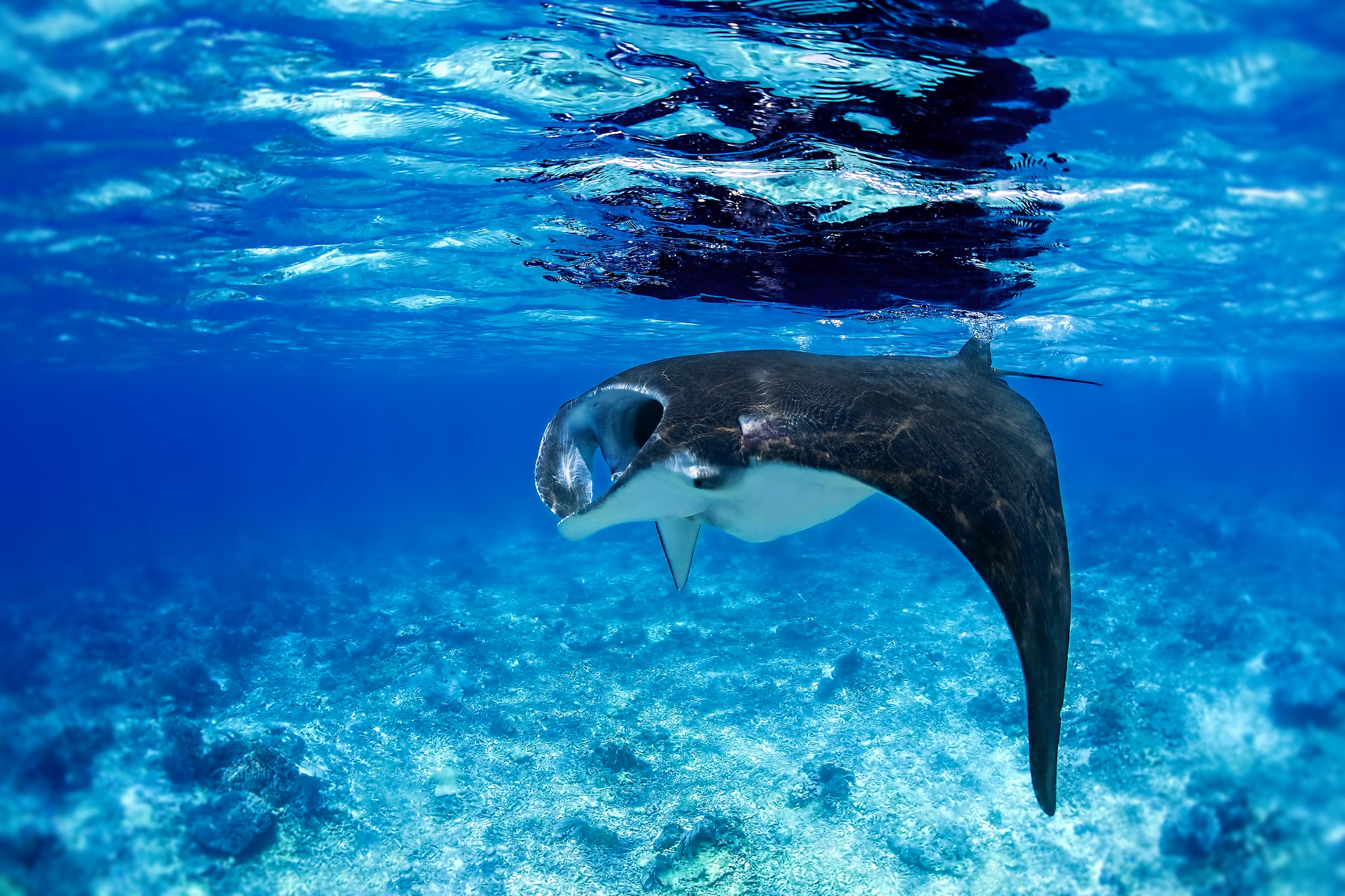 Manta ray, iStock