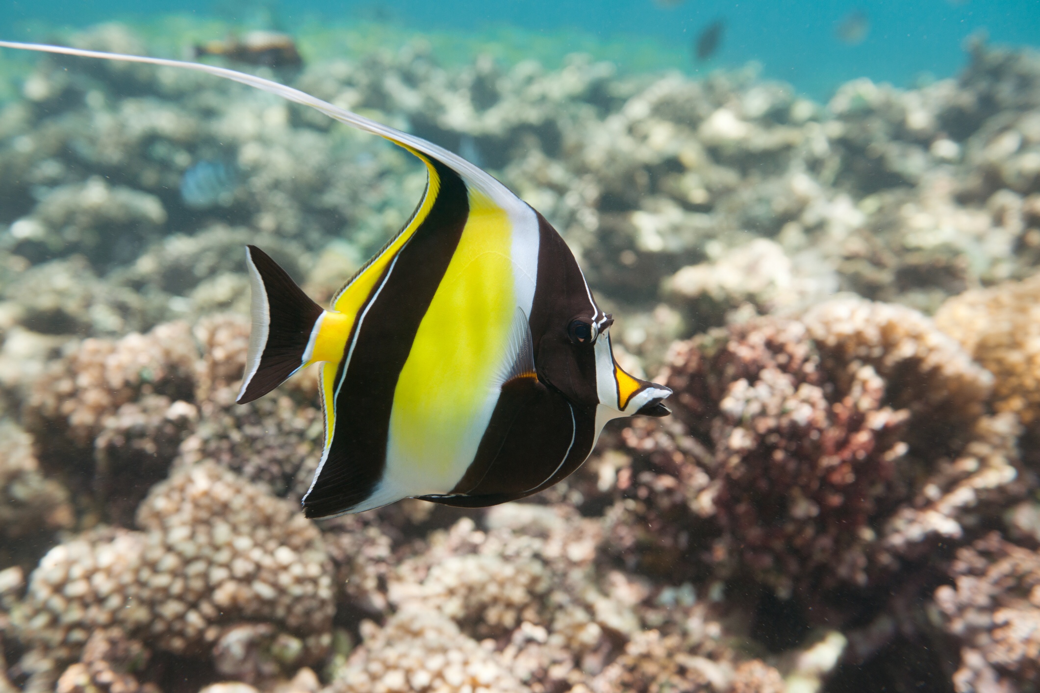 Moorish idol, iStock