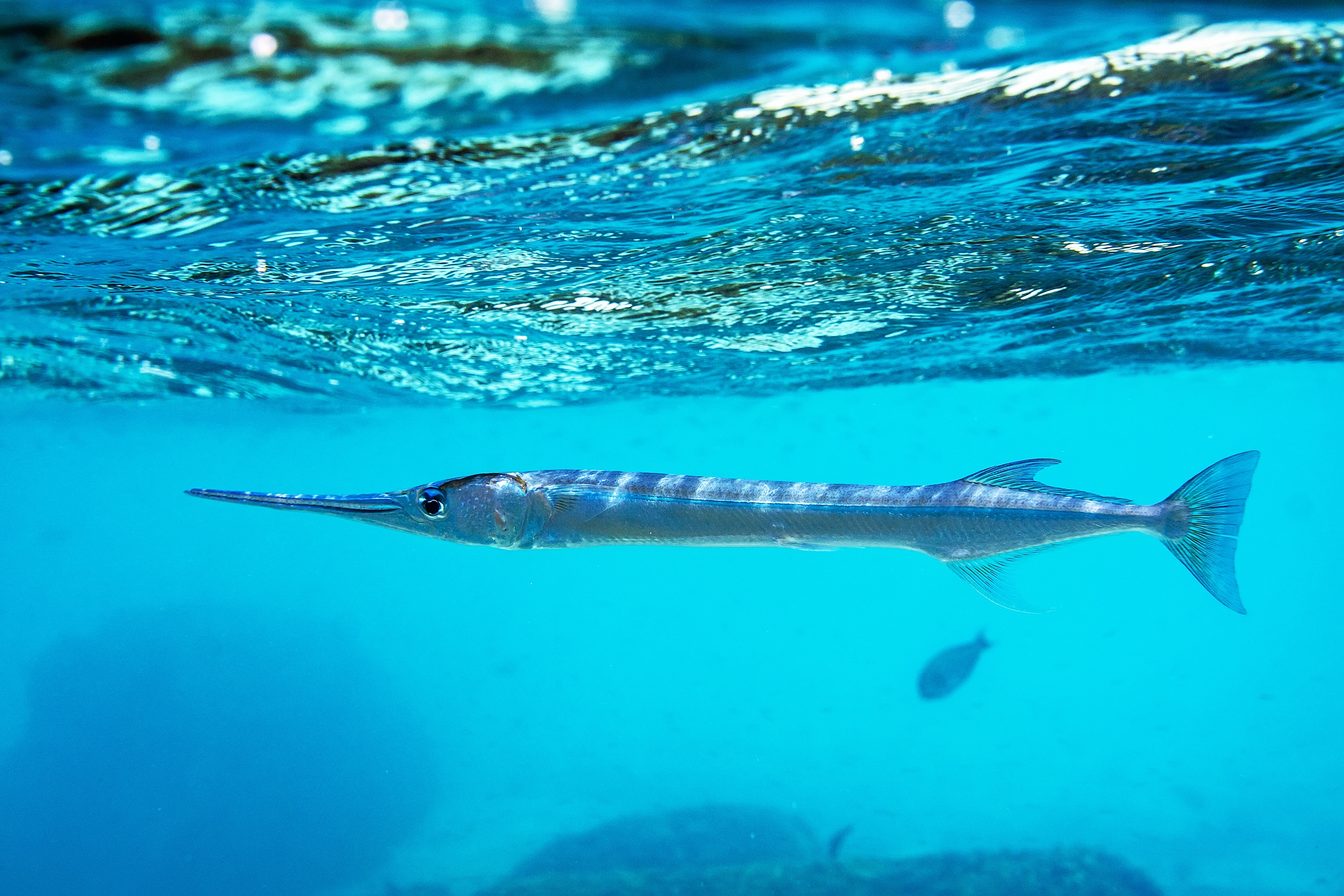 Needlefish, iStock