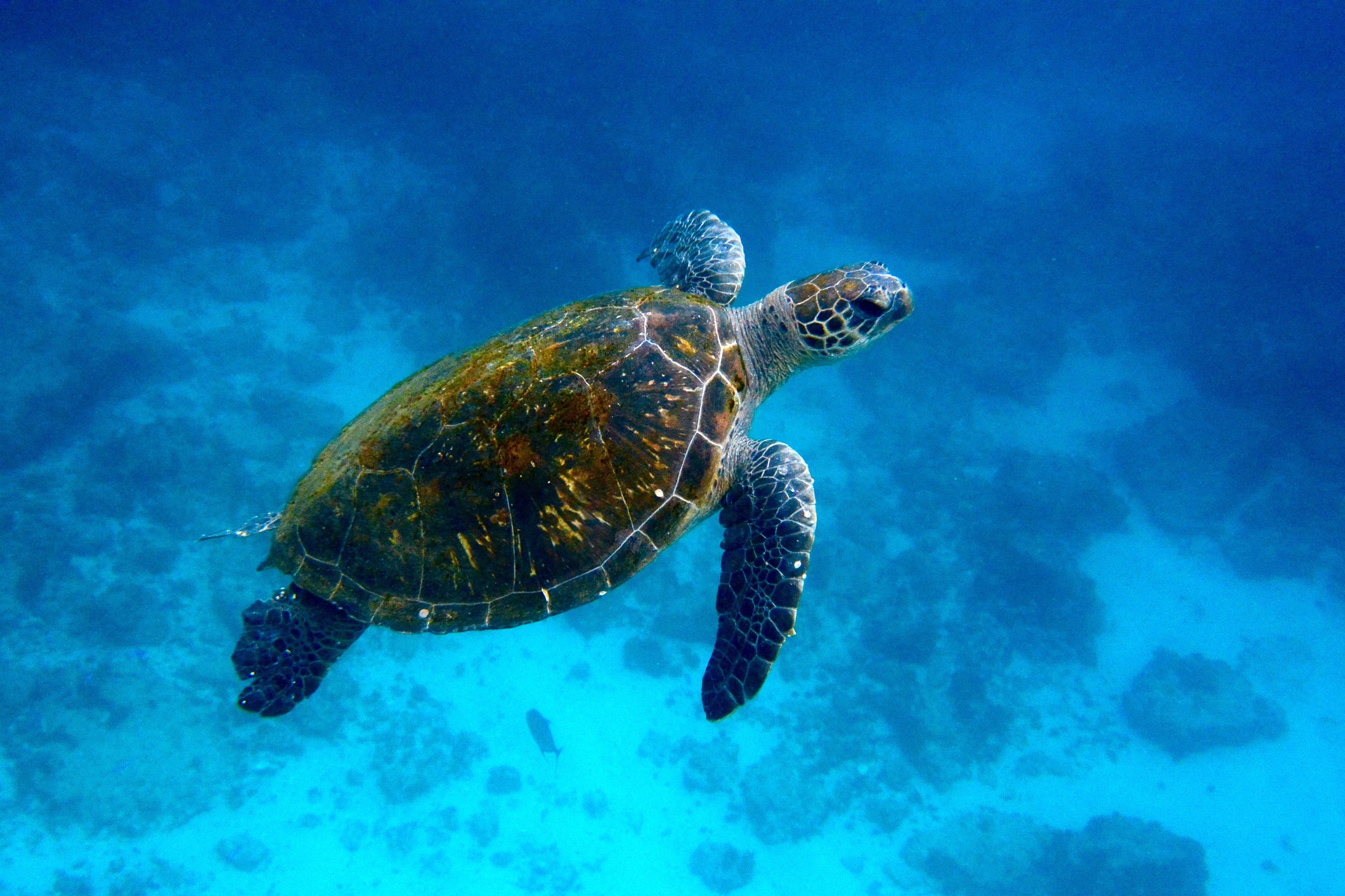 Green sea turtle swimming