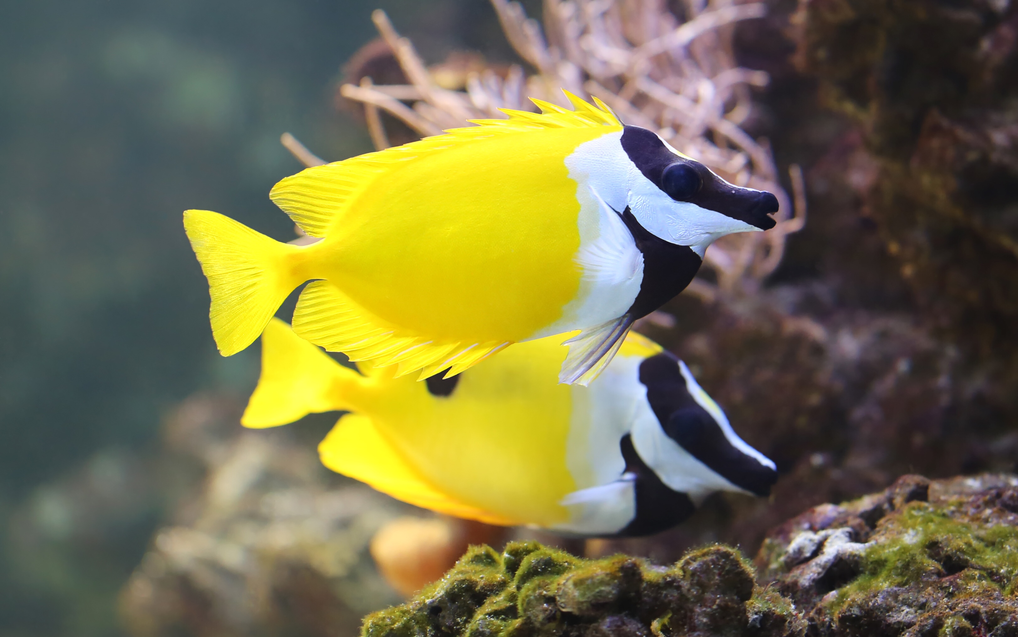 Foxface rabbitfish, iStock