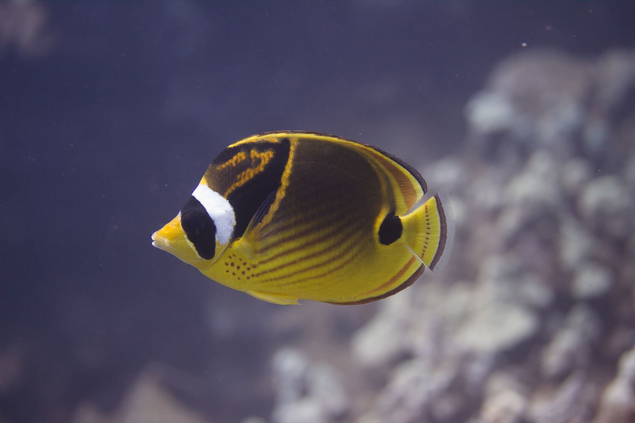 Lemon Fish, The Adorable Electric Yellow - Taman Safari Bali