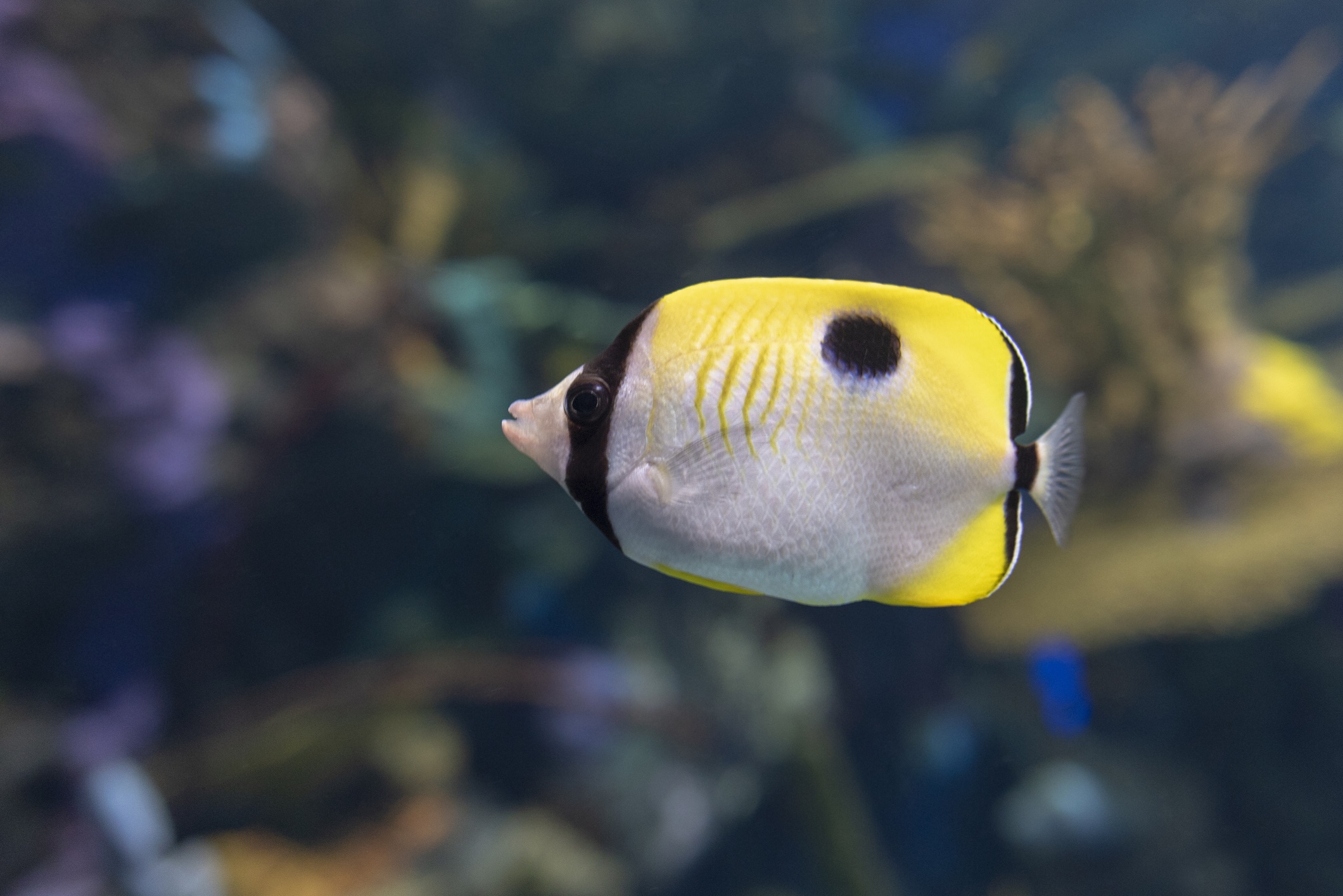 Teardrop butterflyfish, iStock