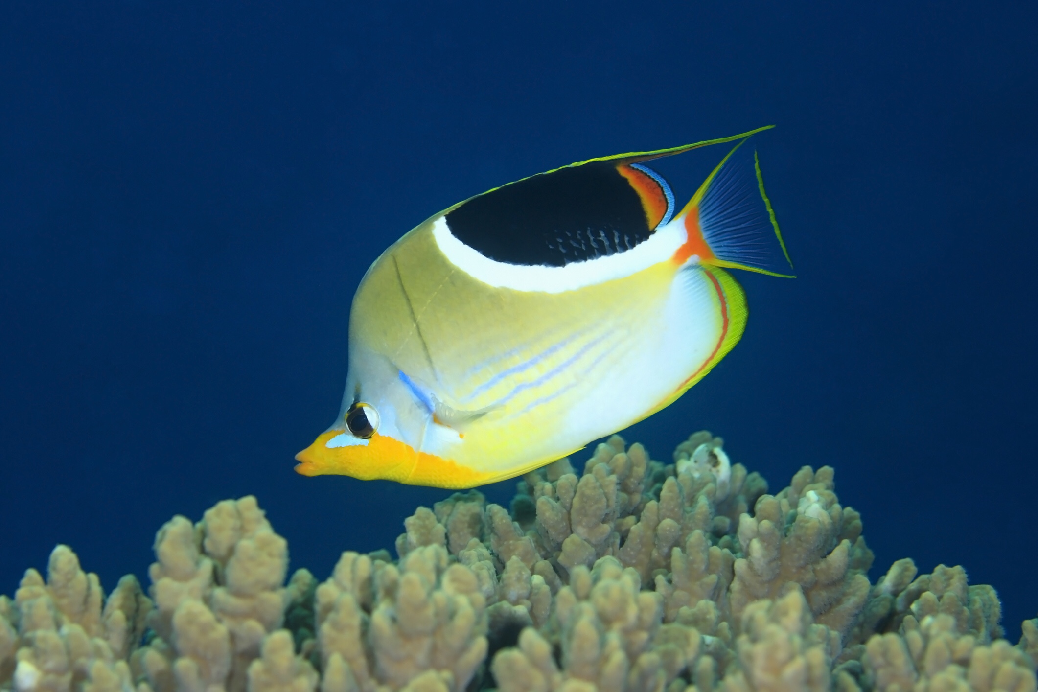 Saddle butterflyfish, iStock