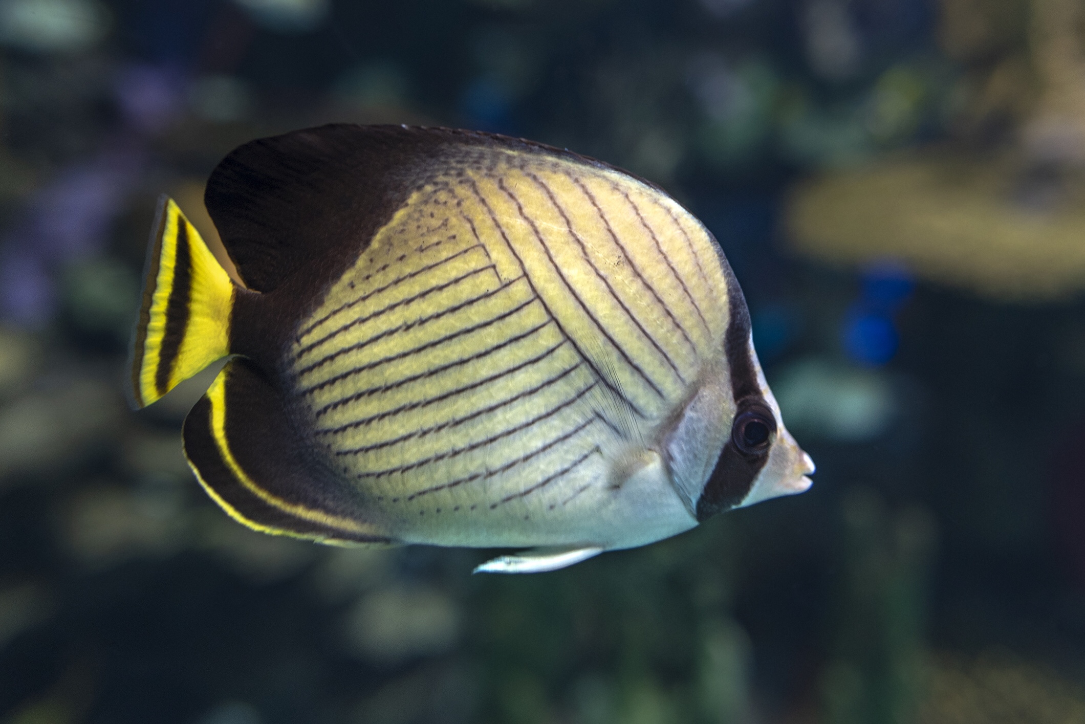 Threadfin butterflyfish, iStock