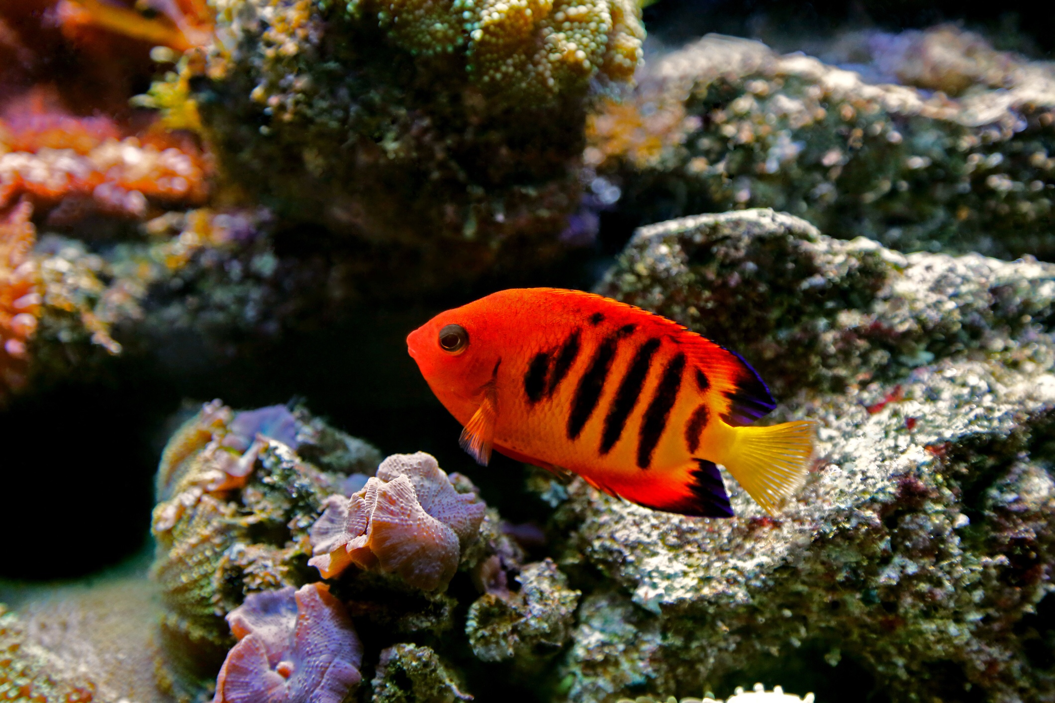 Flame angelfish, iStock