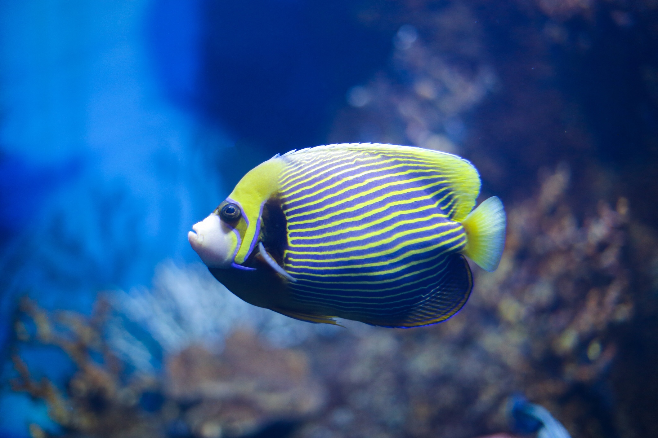 Emperor angelfish, iStock