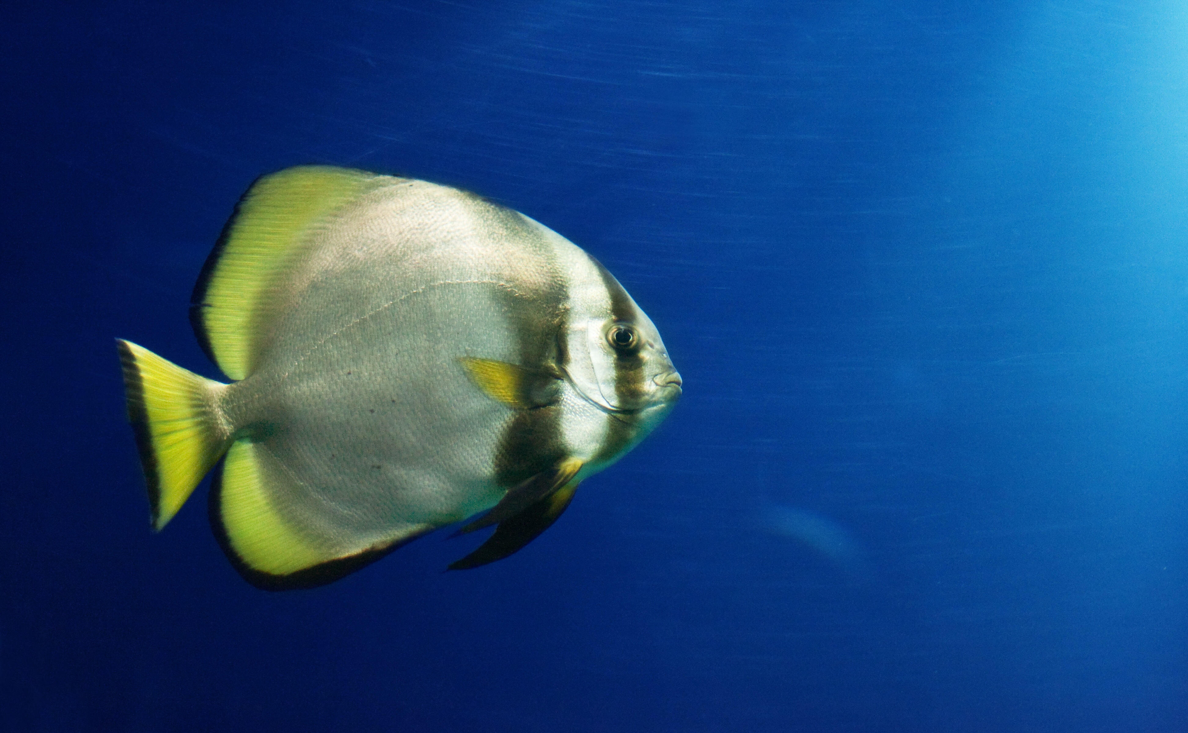 Circular spadefish (batfish), iStock