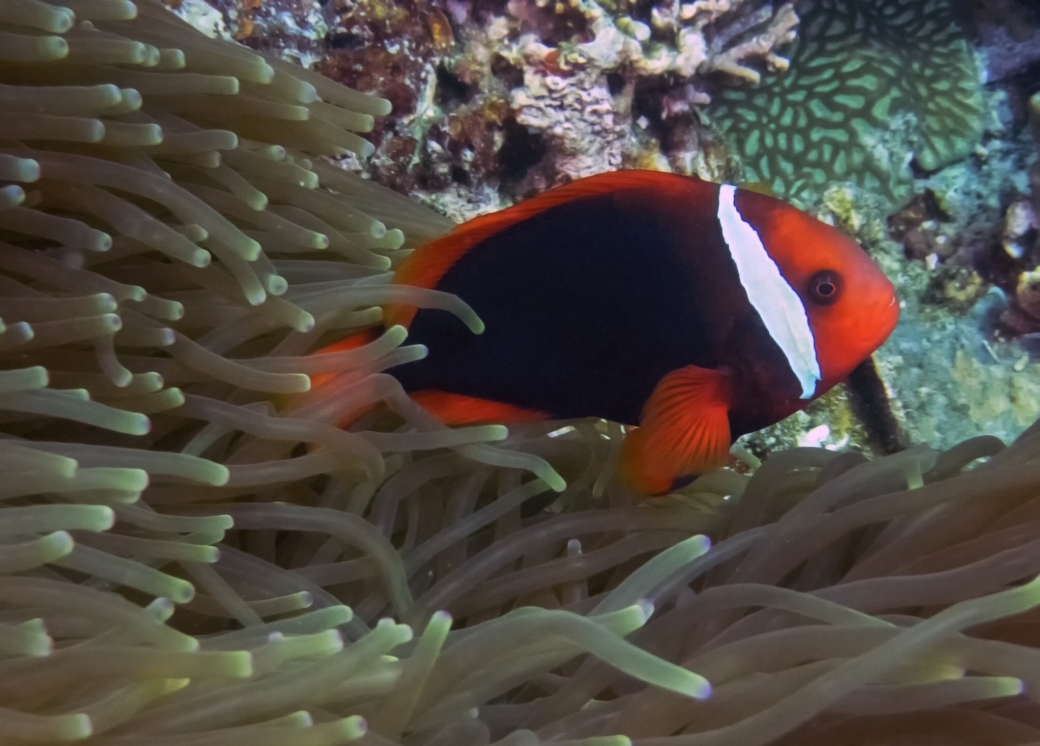 Tomato clownfish, iStock