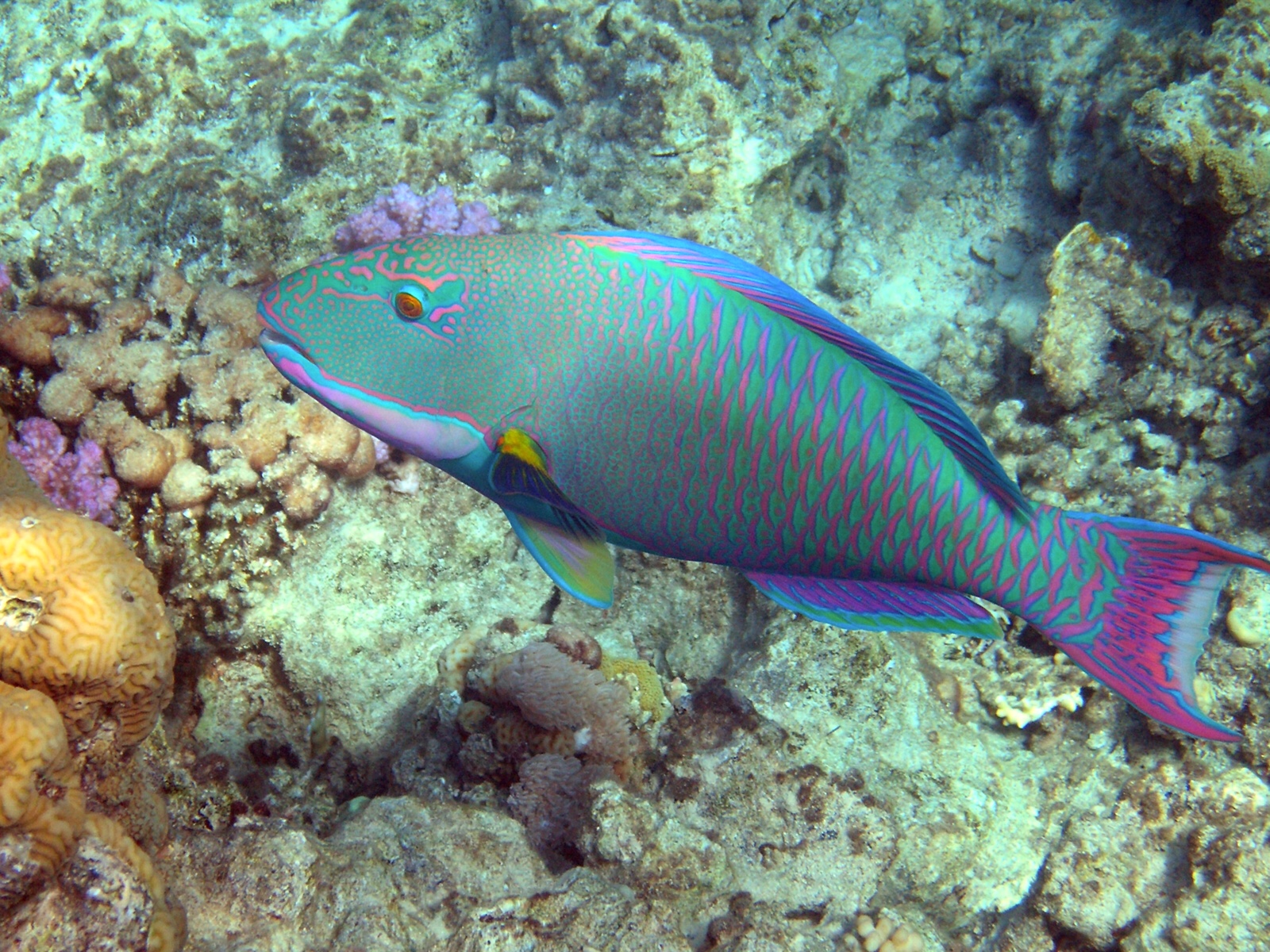 Bicolour parrotfish, iStock