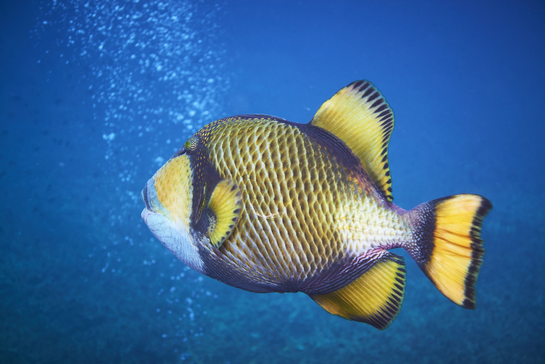 Titan triggerfish, iStock