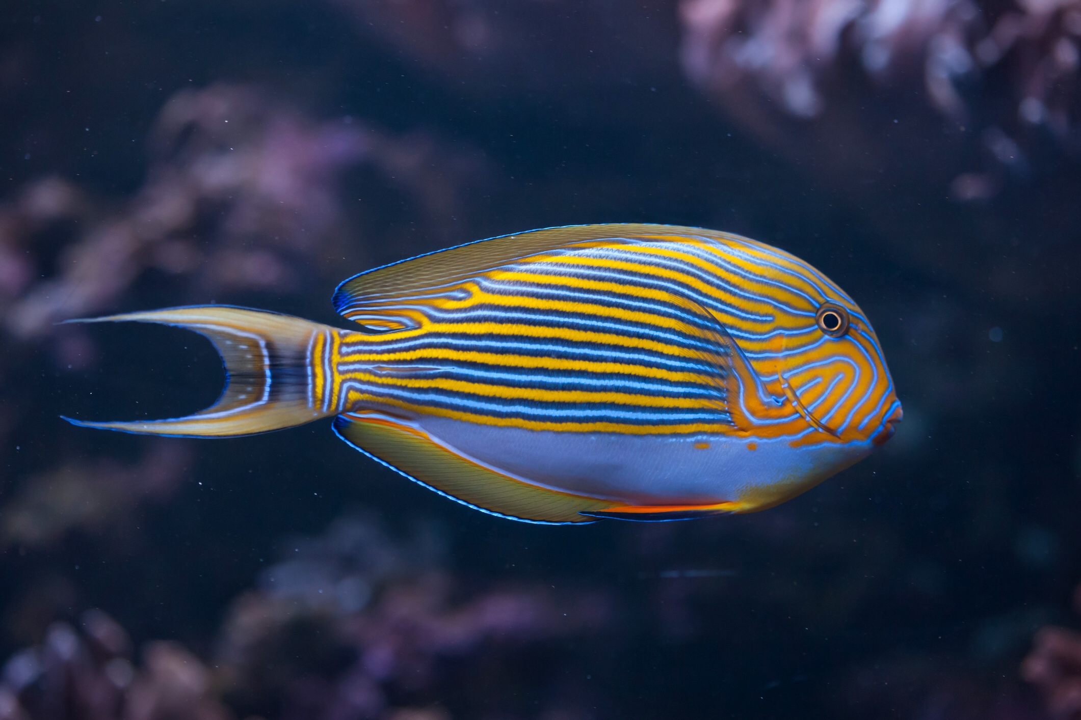 Striped surgeonfish, iStock