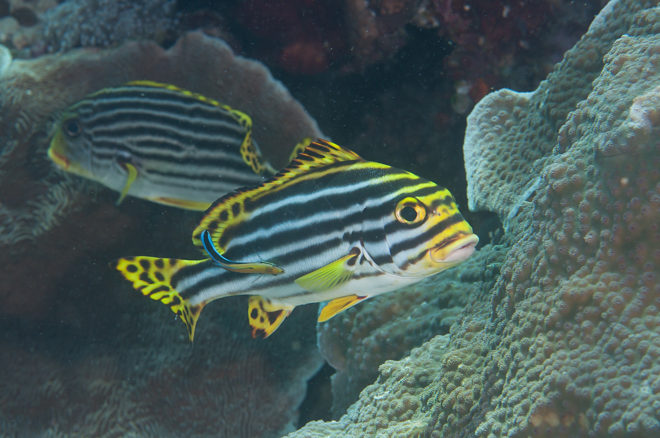 Oriental sweetlips, iStock