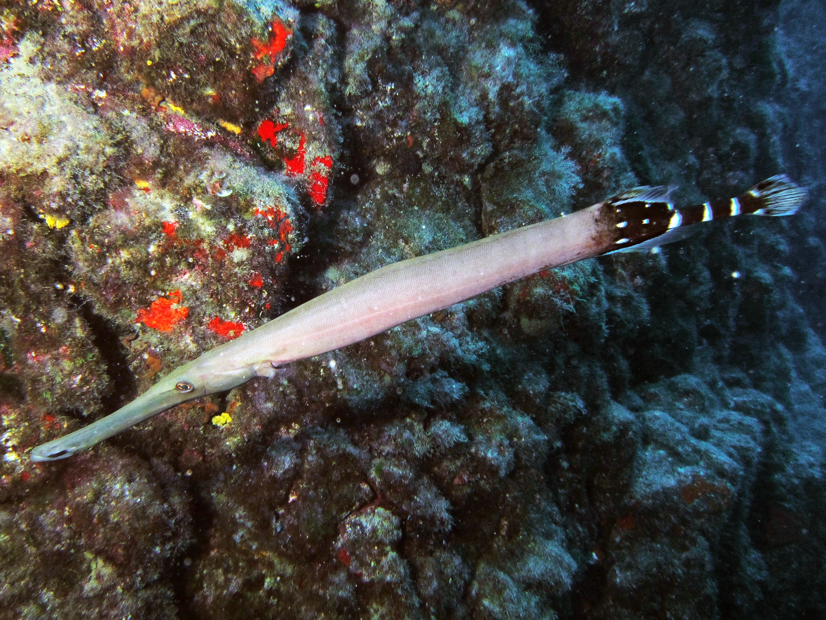 Trumpetfish, iStock