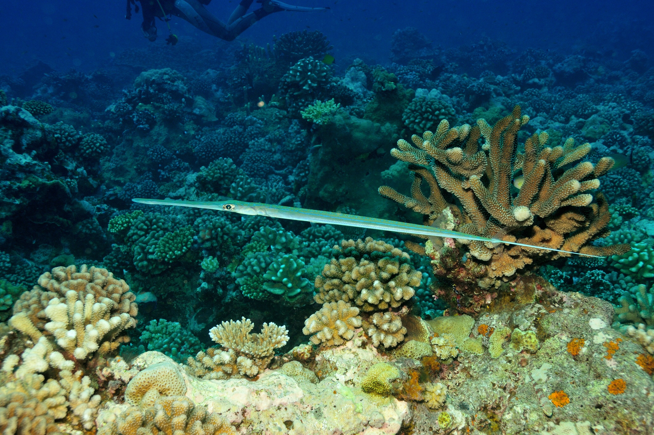 Cornetfish, iStock