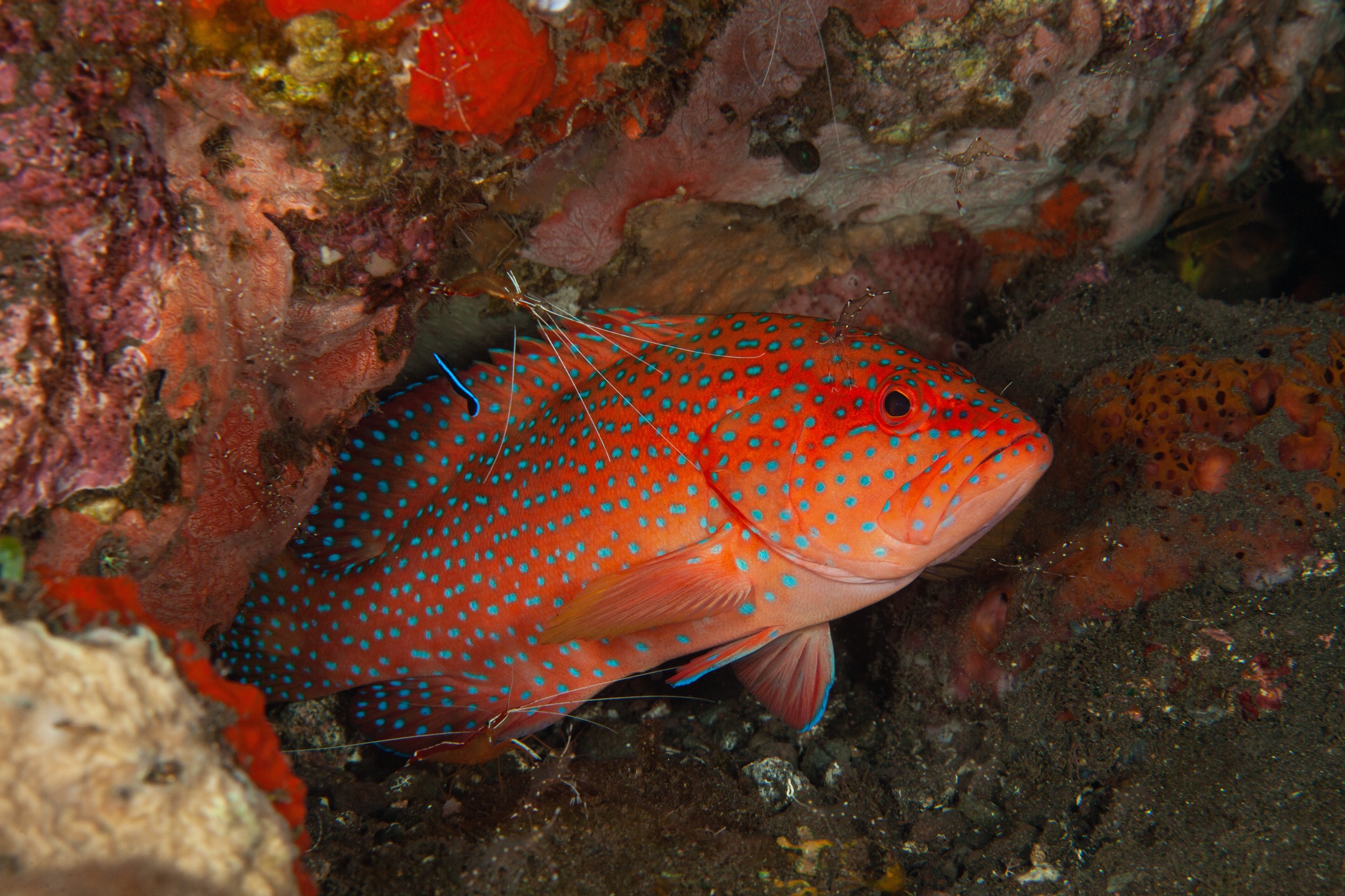 Coral grouper, iStock